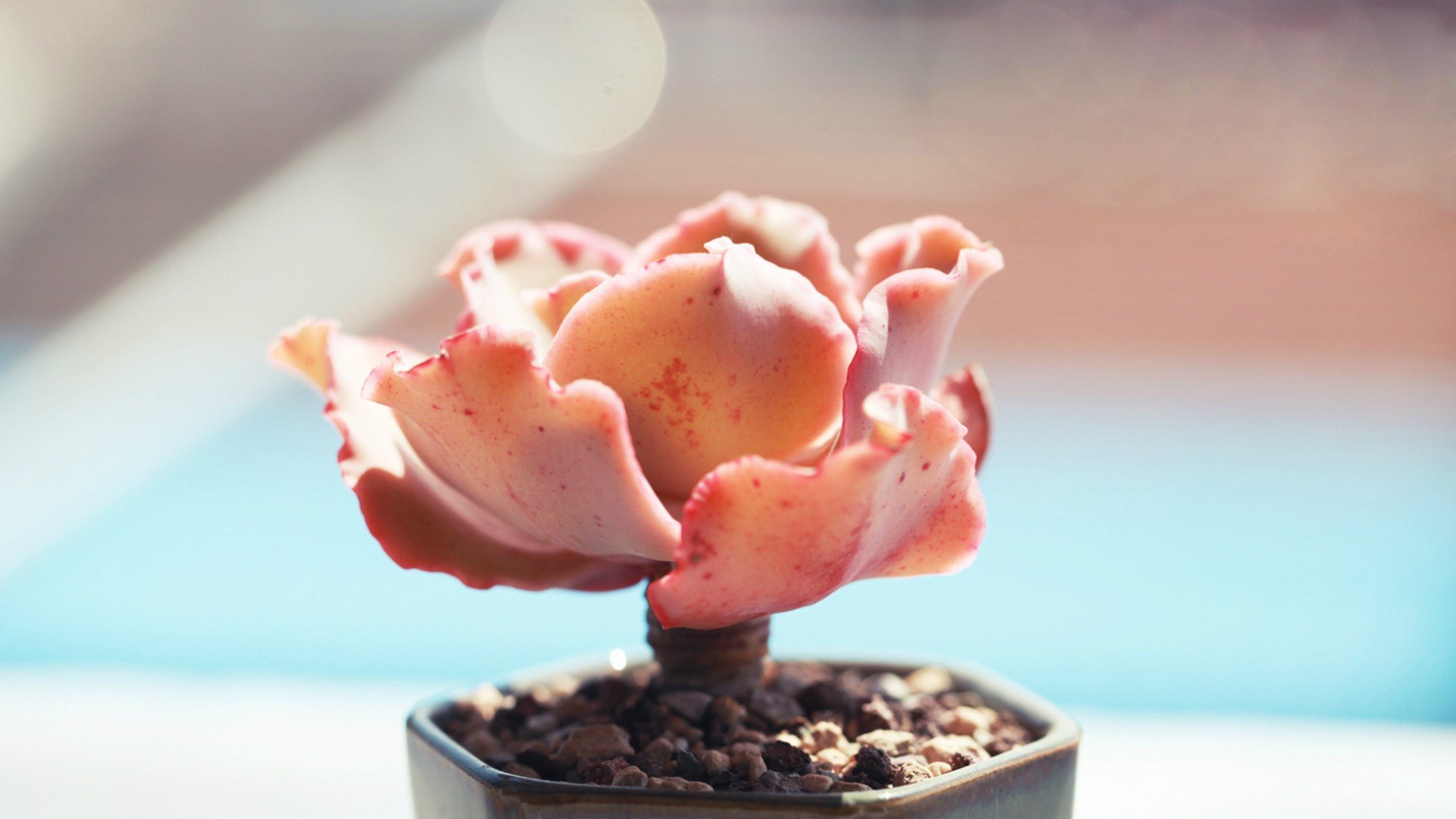 小清新 温暖 干净 安静 唯美 静物 物语 时光 多肉 植物 可爱