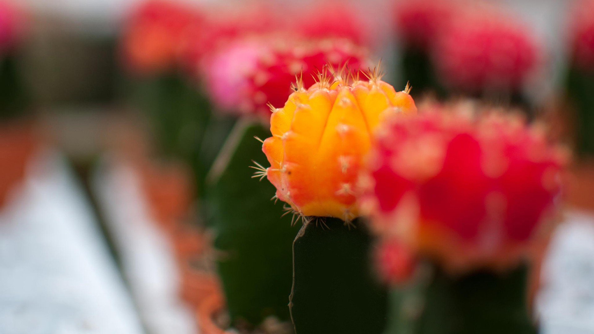 小清新 温暖 干净 安静 唯美 静物 物语 时光 多肉 植物 可爱