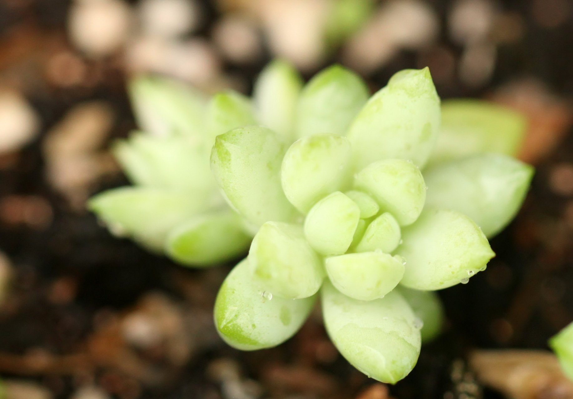 小清新 温暖 干净 安静 唯美 静物 物语 时光 多肉 植物 可爱