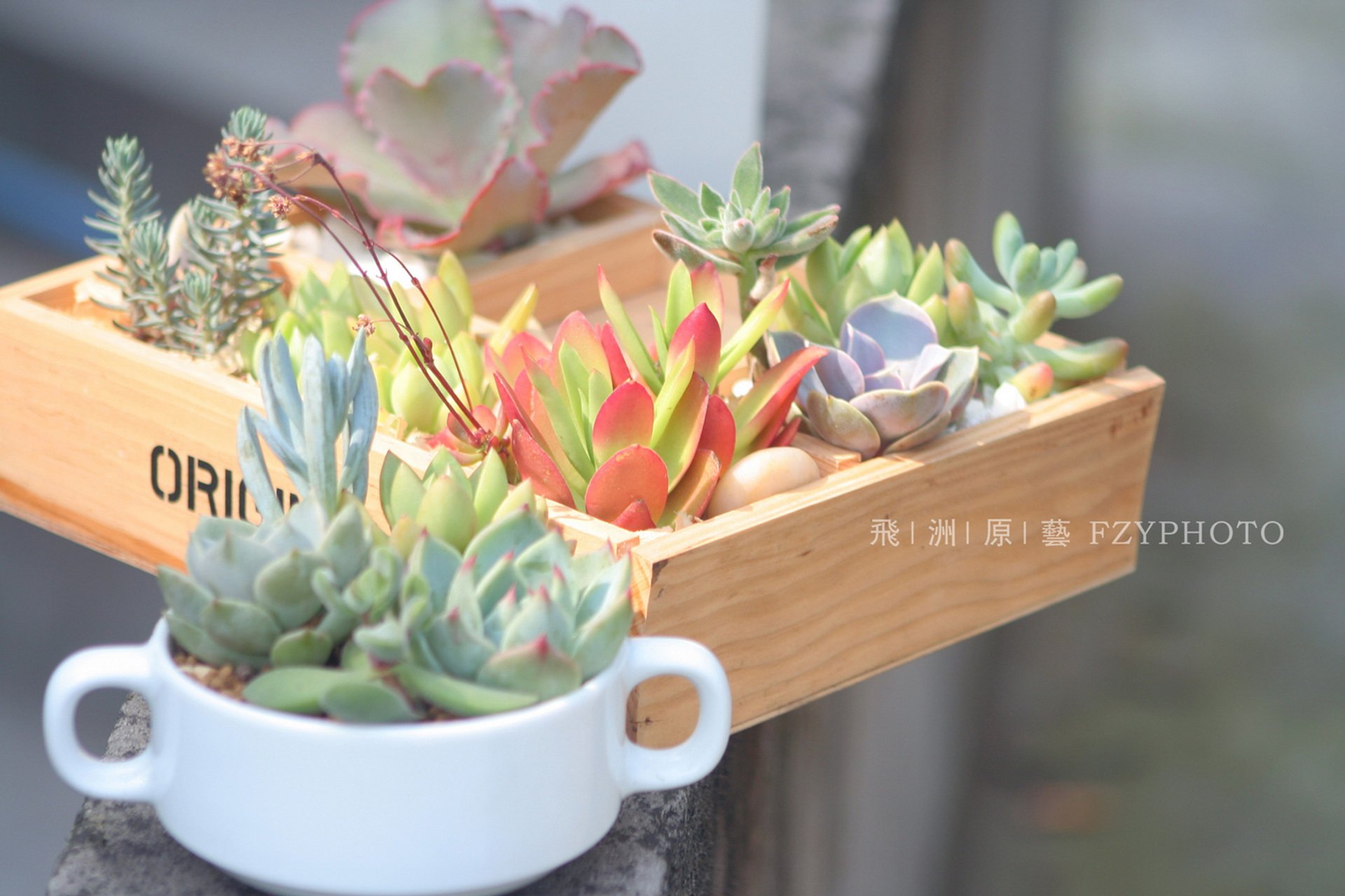 小清新 温暖 干净 安静 唯美 静物 物语 时光 多肉 植物 可爱