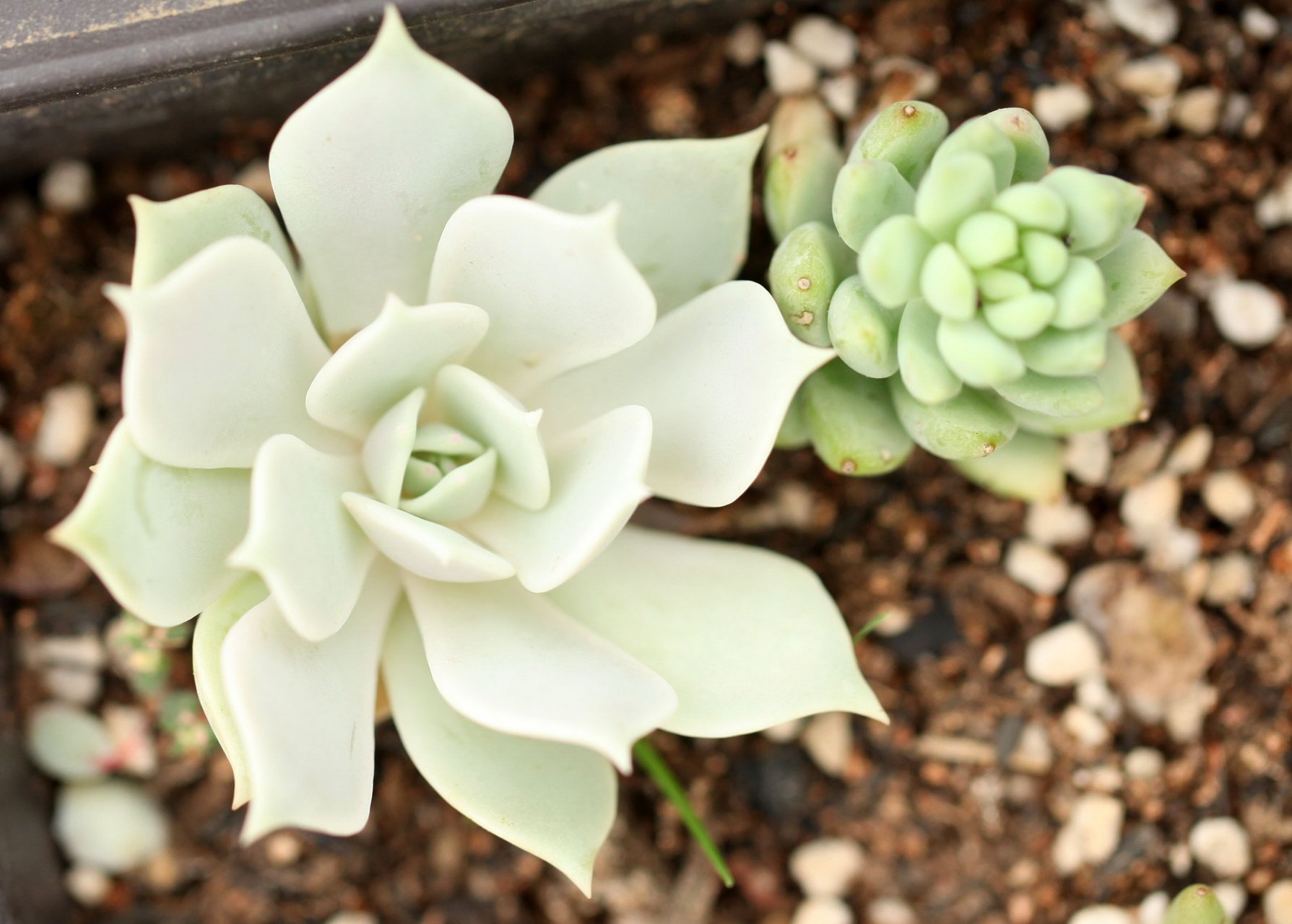 小清新 温暖 干净 安静 唯美 静物 物语 时光 多肉 植物 可爱