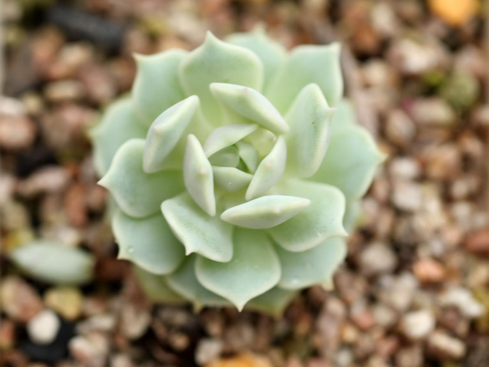 小清新 温暖 干净 安静 唯美 静物 物语 时光 多肉 植物 可爱