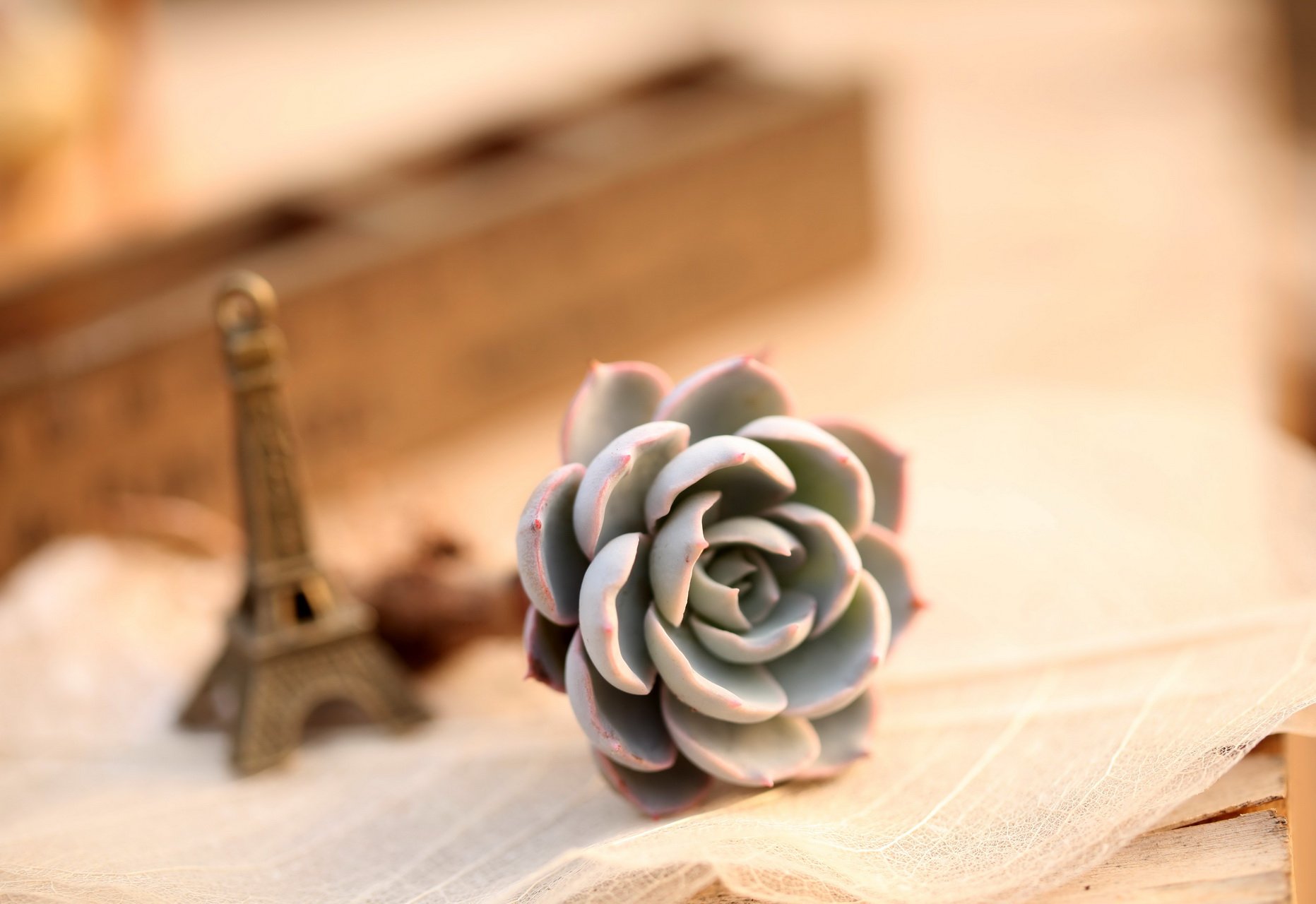 小清新 温暖 干净 安静 唯美 静物 物语 时光 多肉 植物 可爱