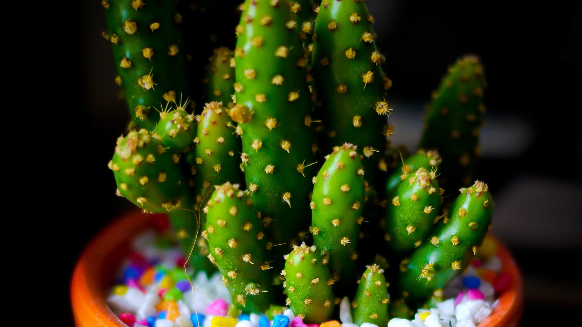 小清新 温暖 干净 安静 唯美 静物 物语 时光 多肉 植物 可爱