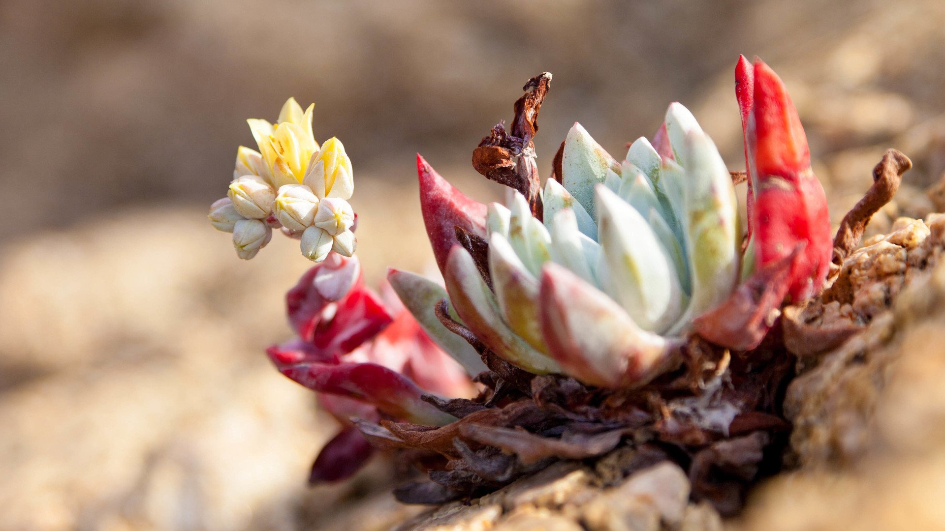 小清新 温暖 干净 安静 唯美 静物 物语 时光 多肉 植物 可爱