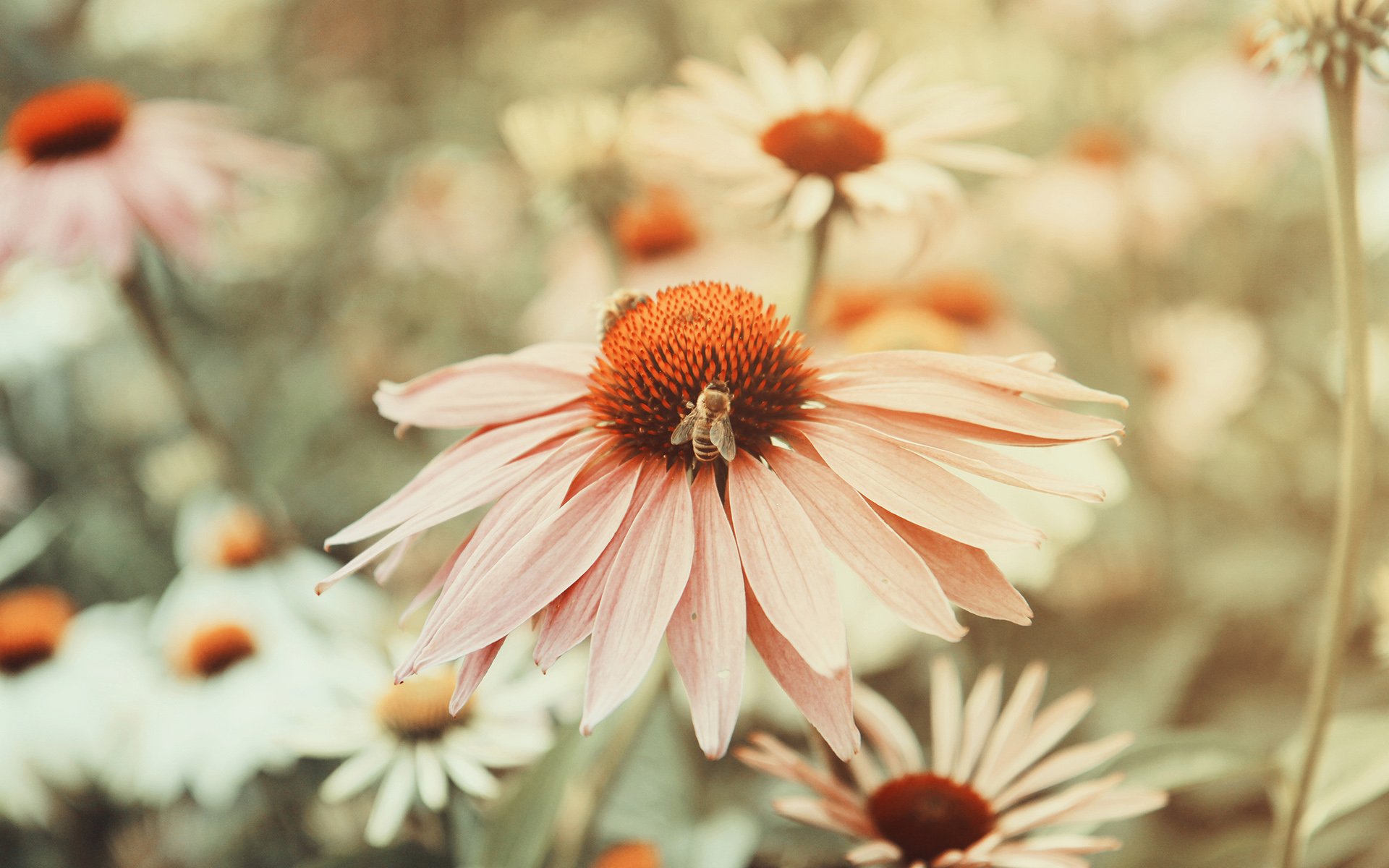 小清新 温暖 干净 安静 唯美 静物 物语 时光 花 清新淡雅 鸟语花香
