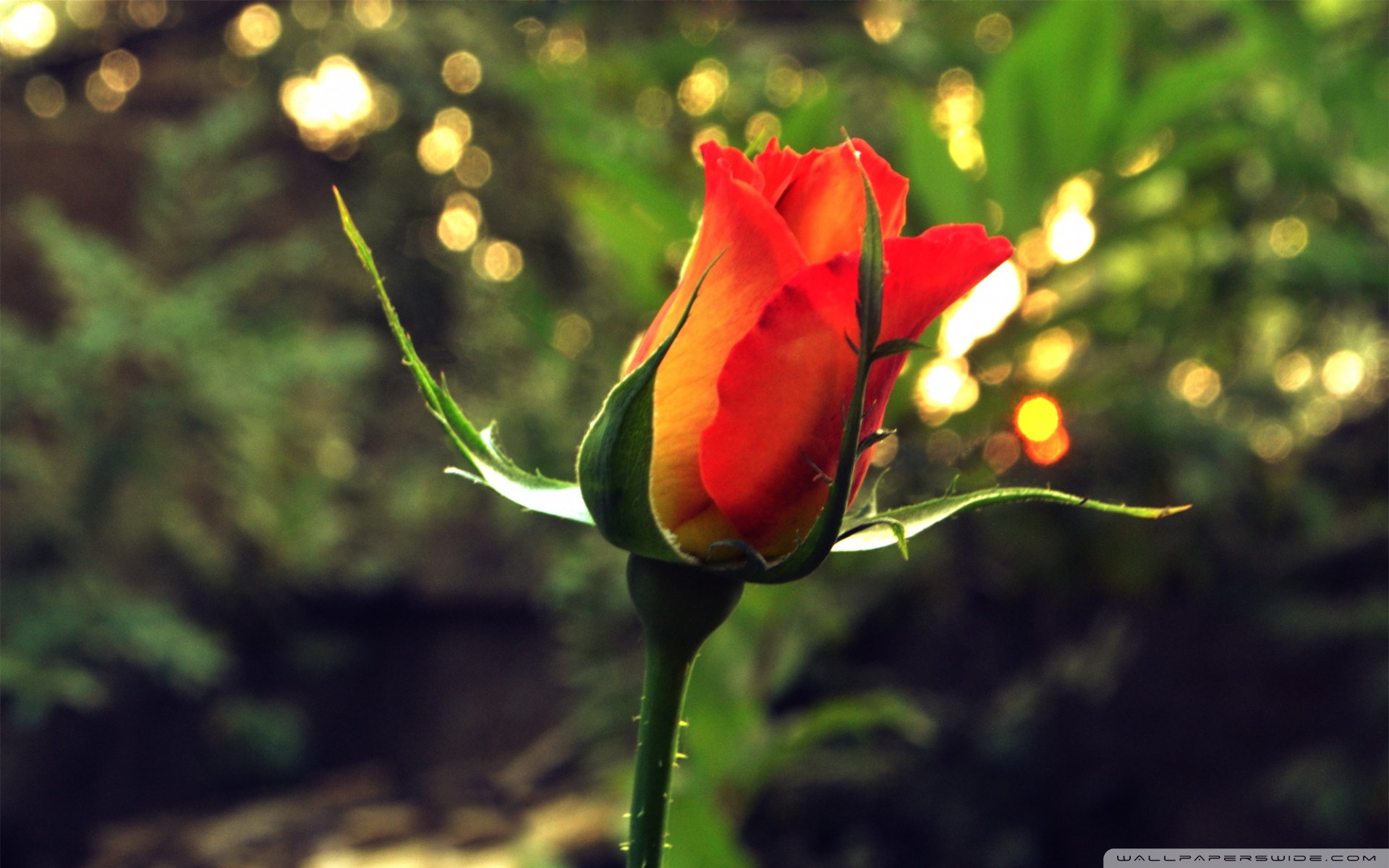 小清新 温暖 干净 安静 唯美 静物 物语 时光 花 清新淡雅 鸟语花香