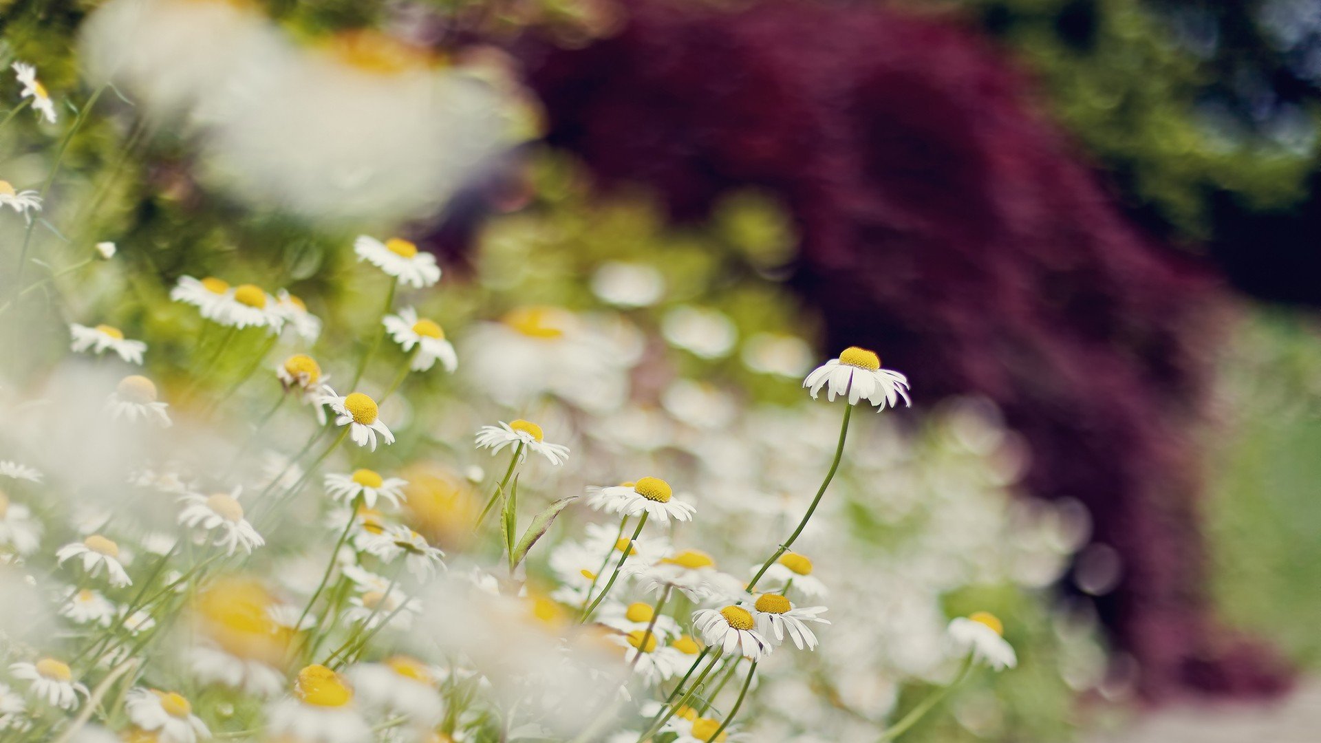 小清新 温暖 干净 安静 唯美 静物 物语 时光 花 清新淡雅 鸟语花香