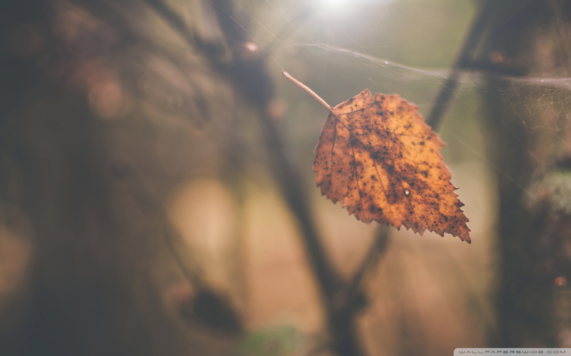 小清新 温暖 干净 安静 唯美 静物 物语 时光 清新淡雅 宁静安详