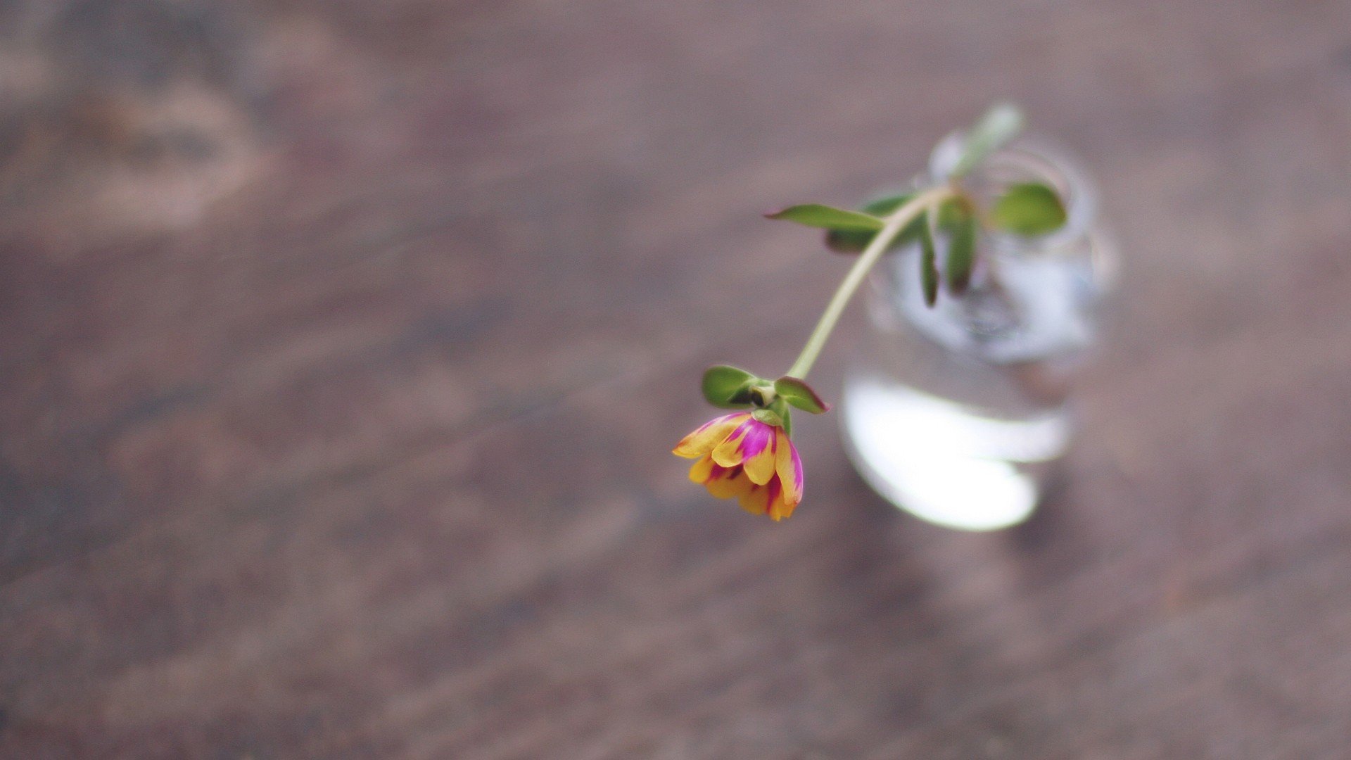 小清新 温暖 干净 安静 唯美 静物 物语 时光 清新淡雅 花朵