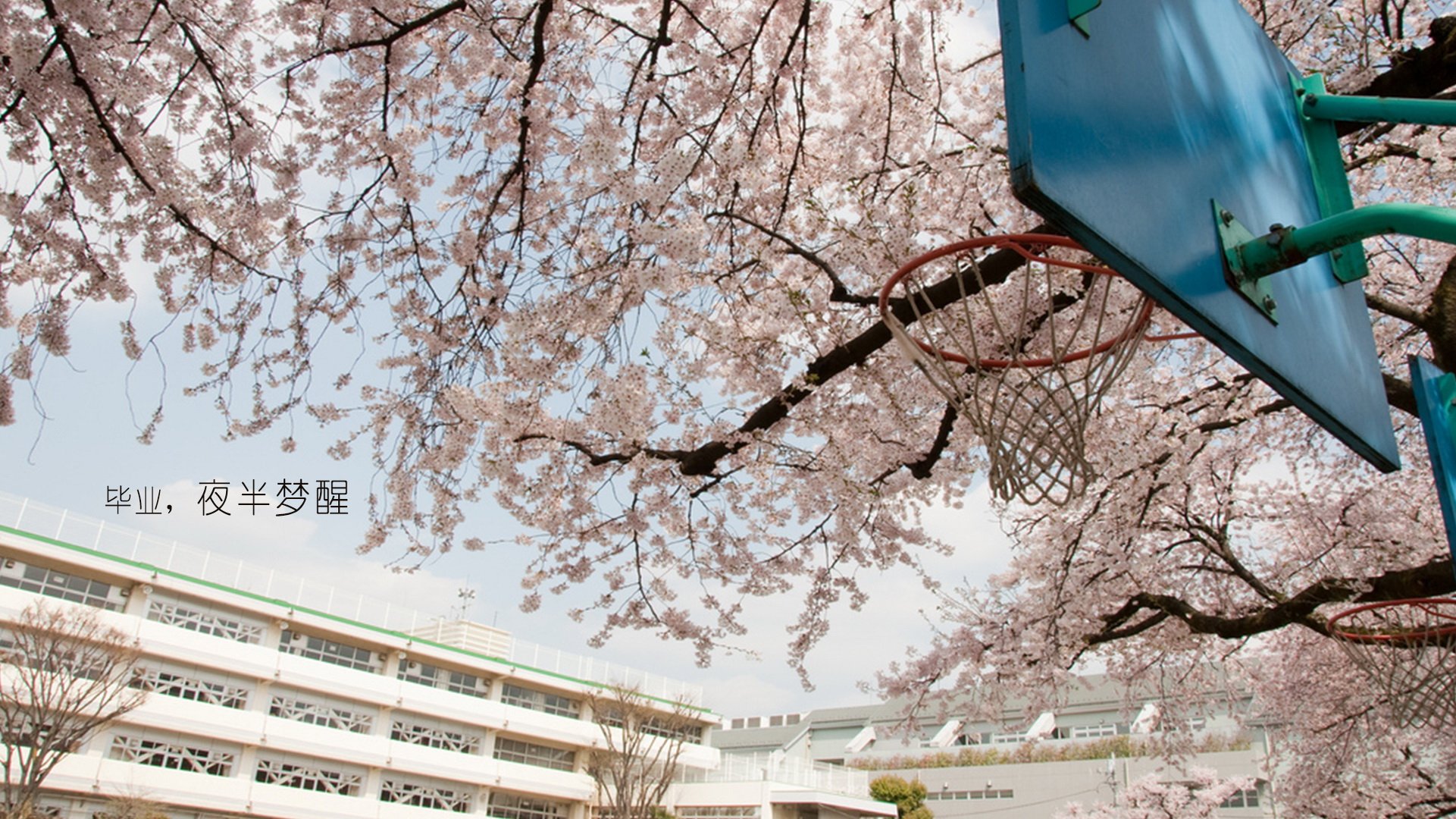 小清新 温暖 干净 安静 唯美 静物 物语 时光 毕业季 文字 分别 离开 伤感  @酷音铃声