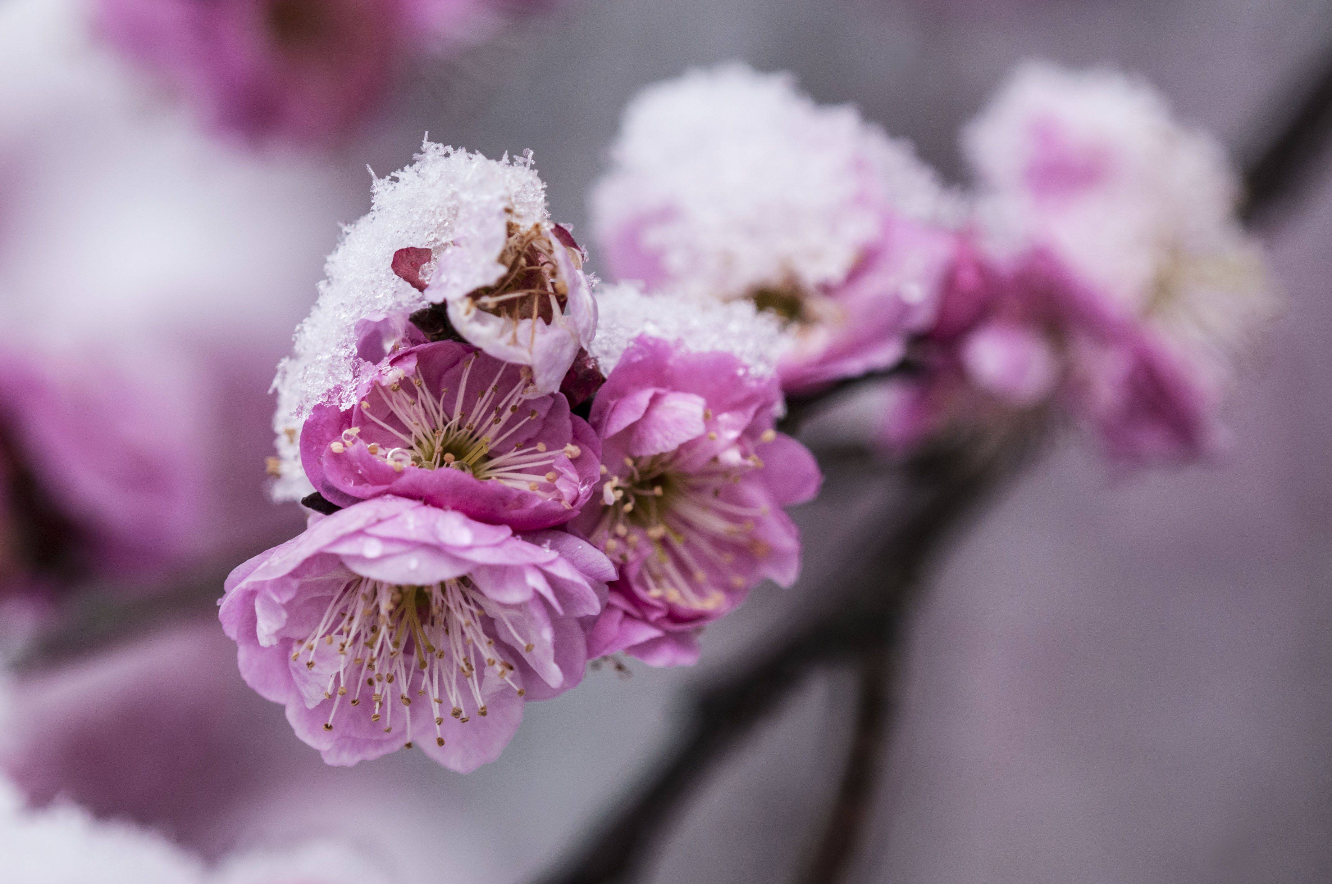 风景 花 一双铁筷