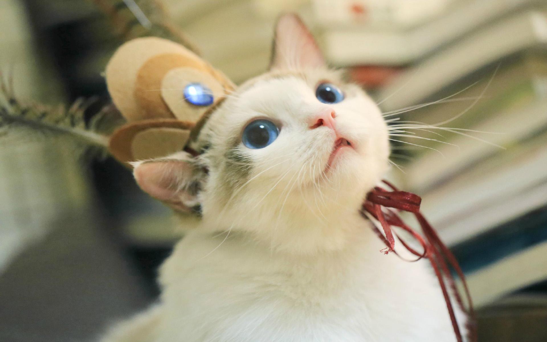 喵星人  萌宠小喵咪  呆萌