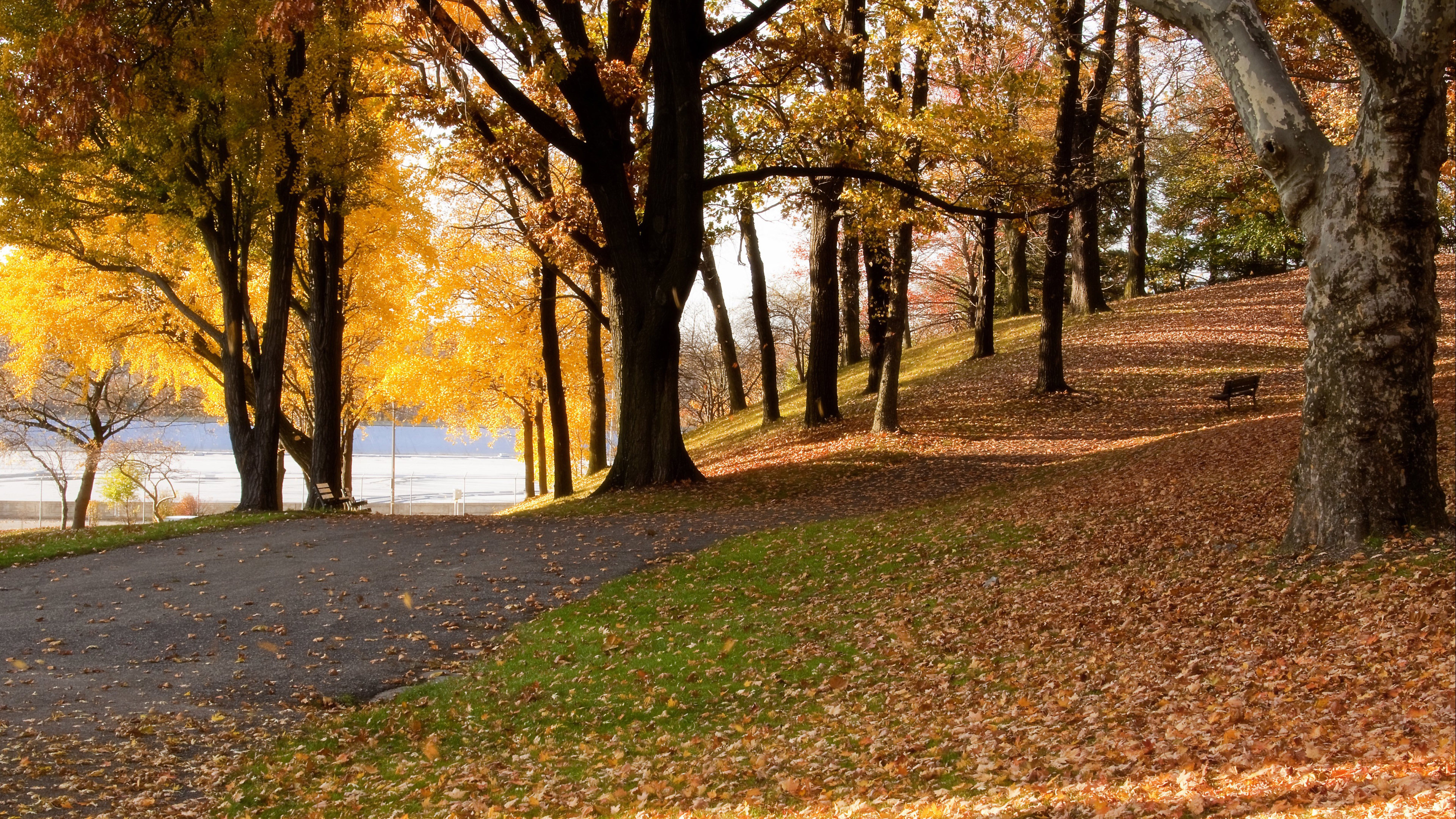4K 风景 森林 秋景