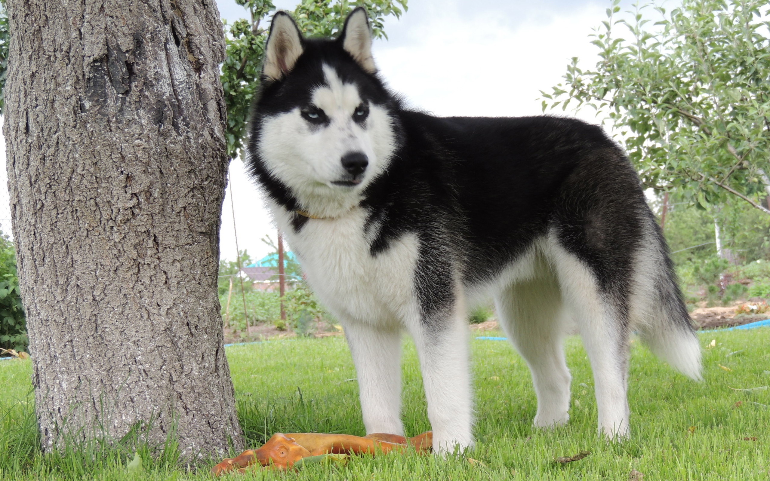萌宠 动物 狗 汪星人