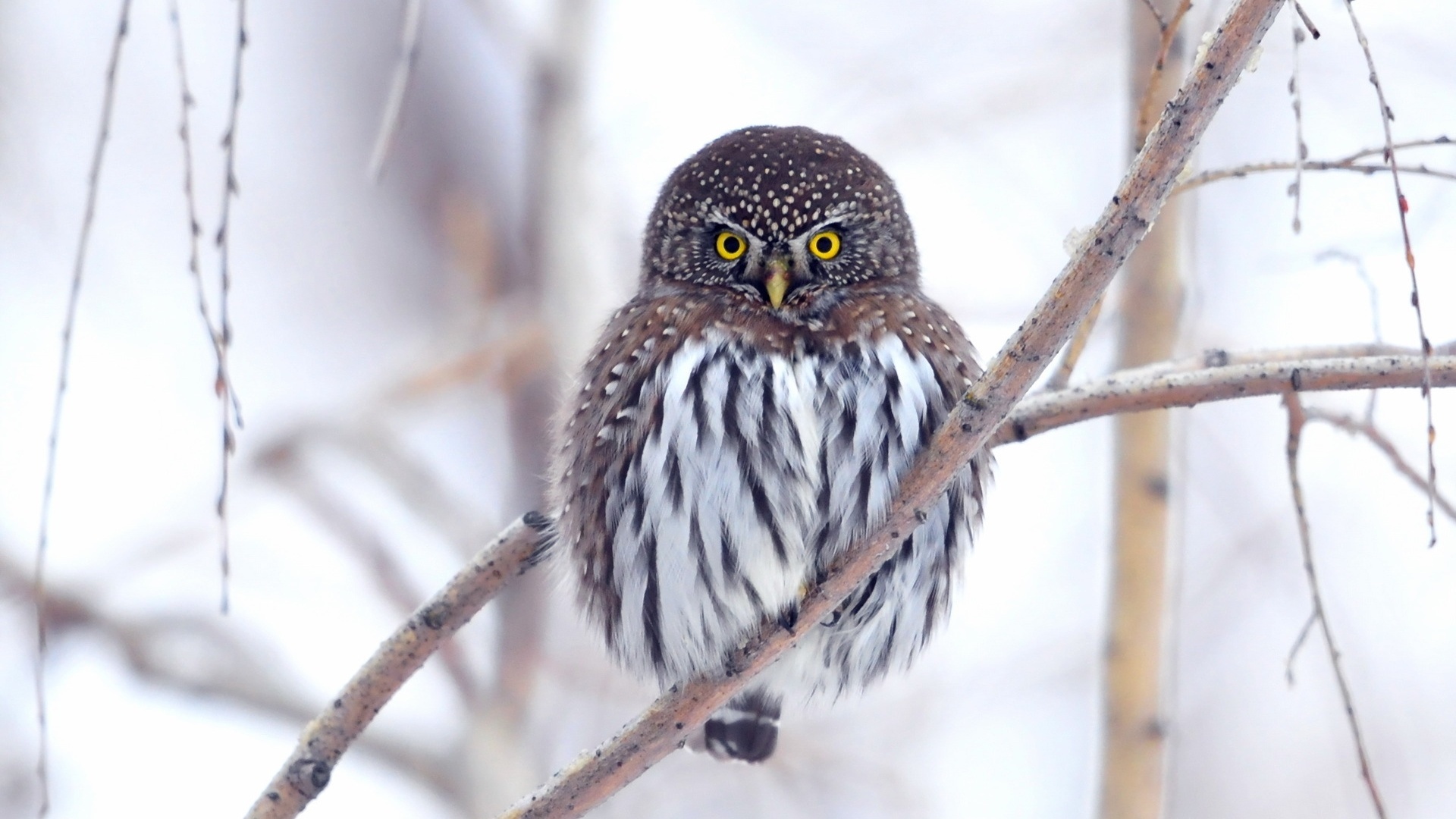 萌宠 猫头鹰 呆萌 可爱 宽屏