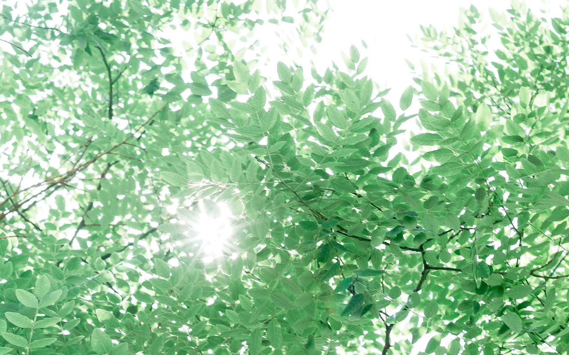 护眼壁纸  植物  绿色树叶