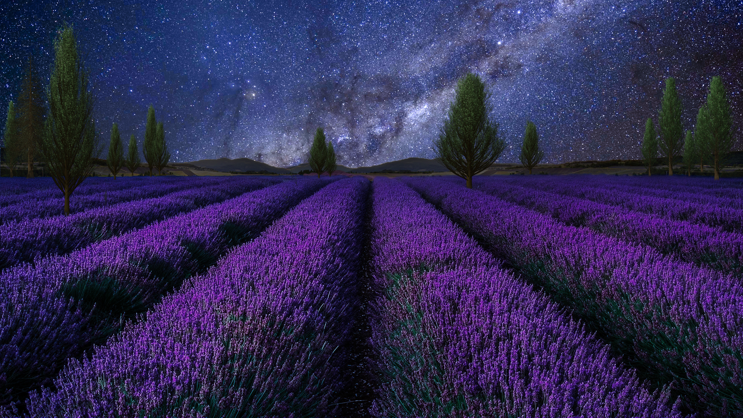 星空 花海 薰衣草 紫色