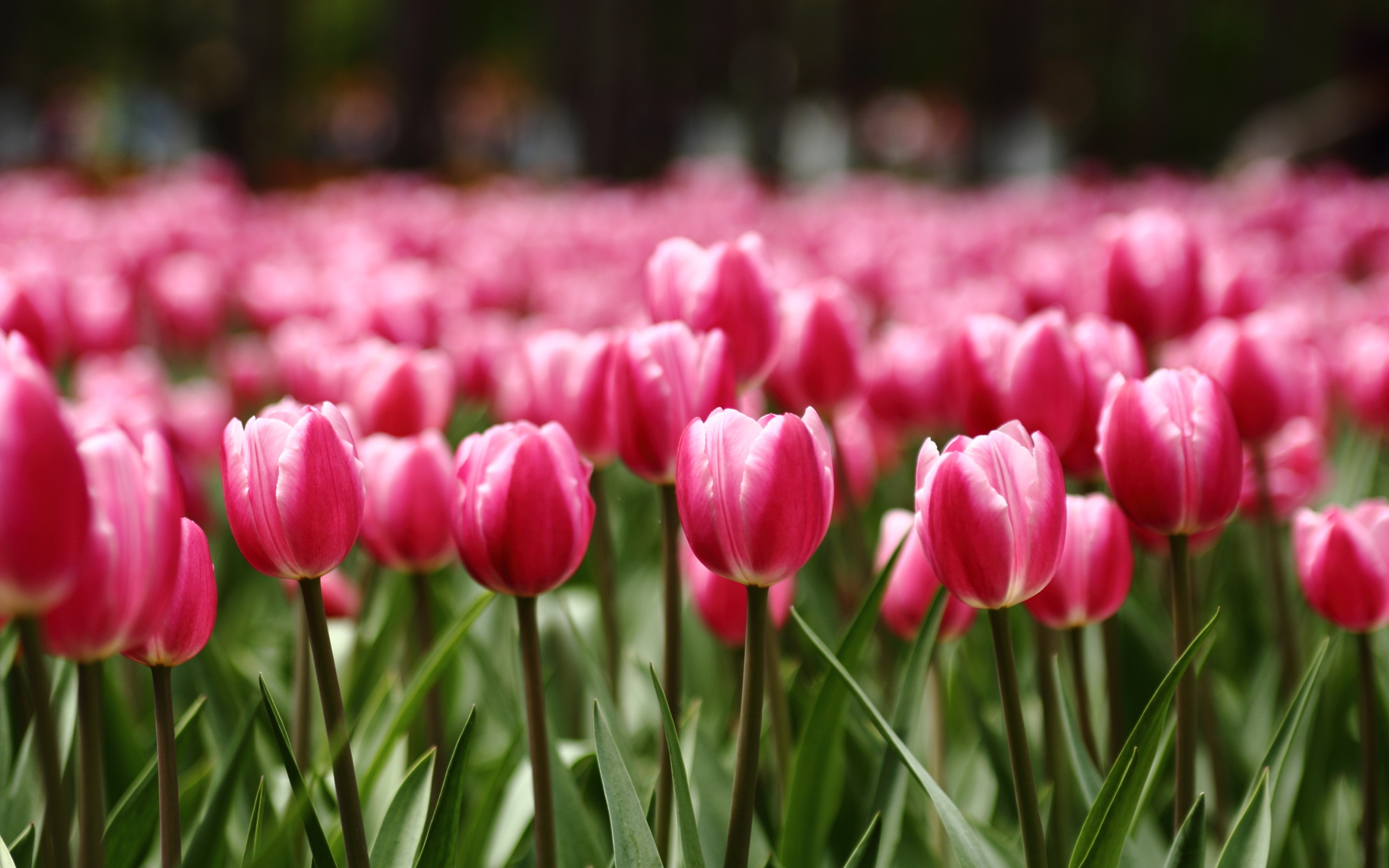 清新淡雅 郁金香