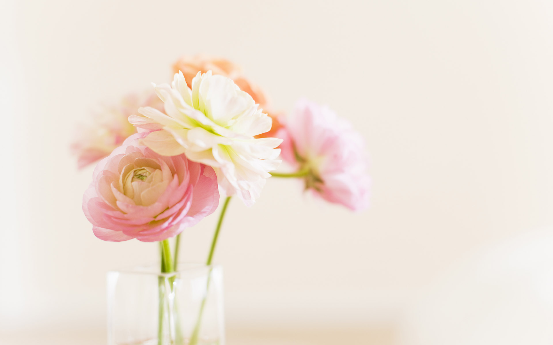 小清新 盆景 简单 温馨 可爱 宽屏