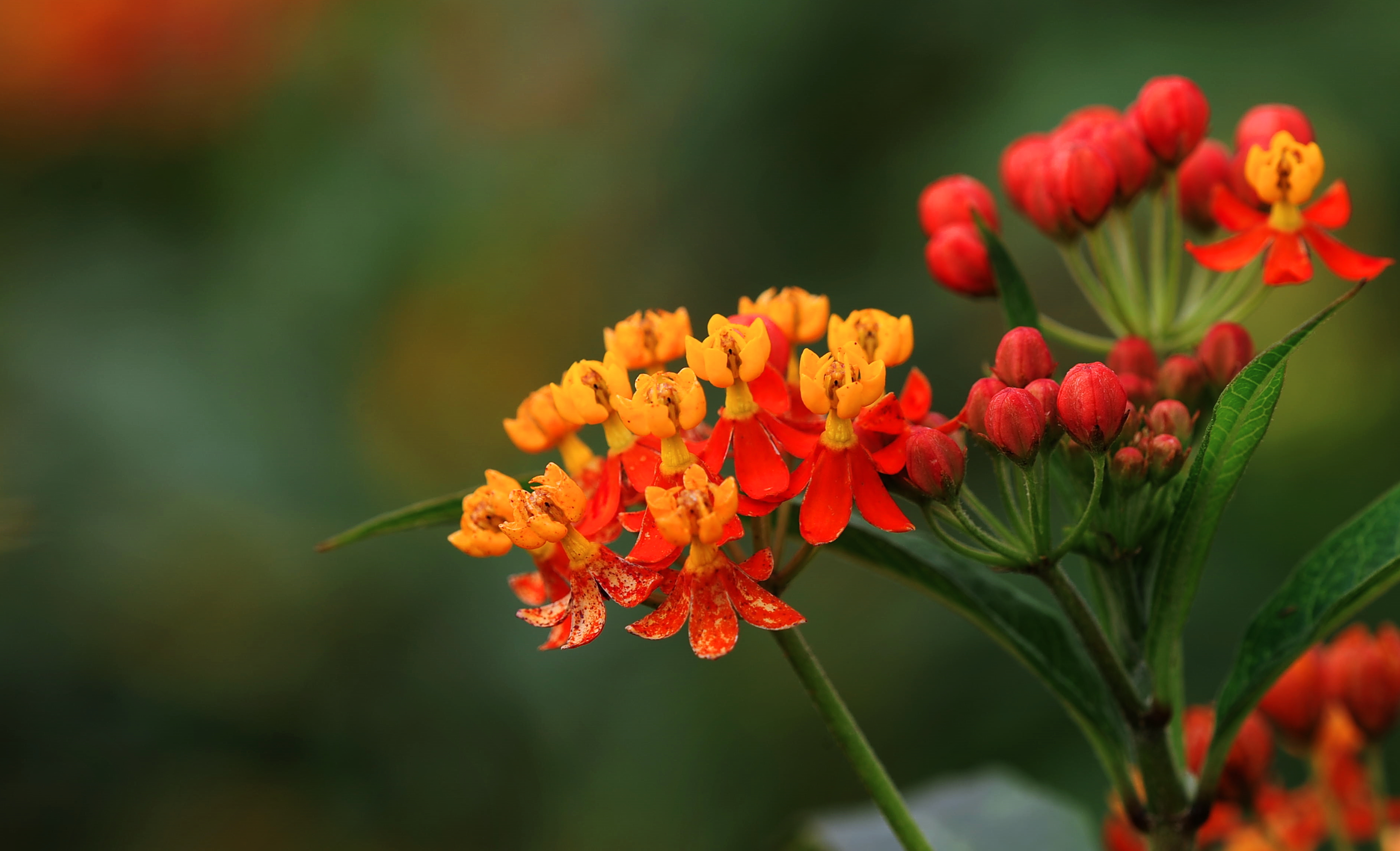 娇艳欲滴 花卉 微距
