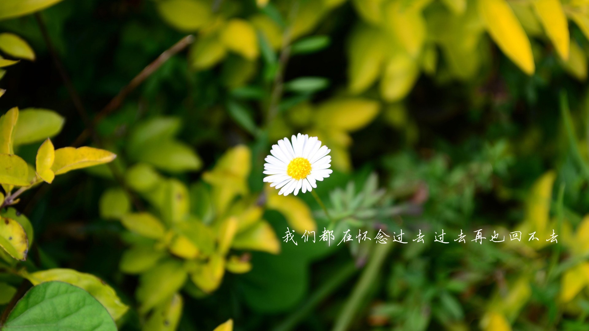文字 我们都在怀念过去