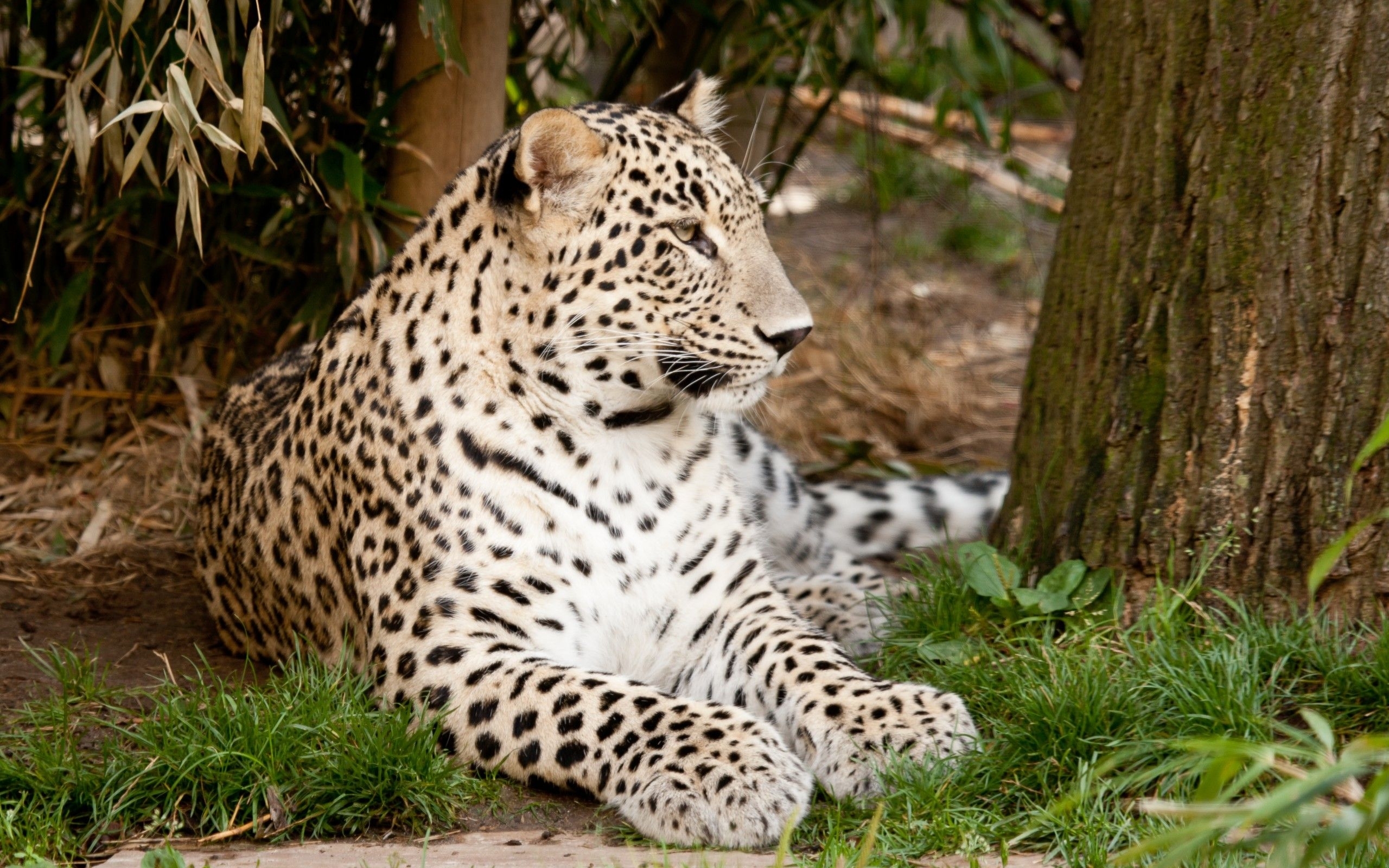 野生动物 美洲虎