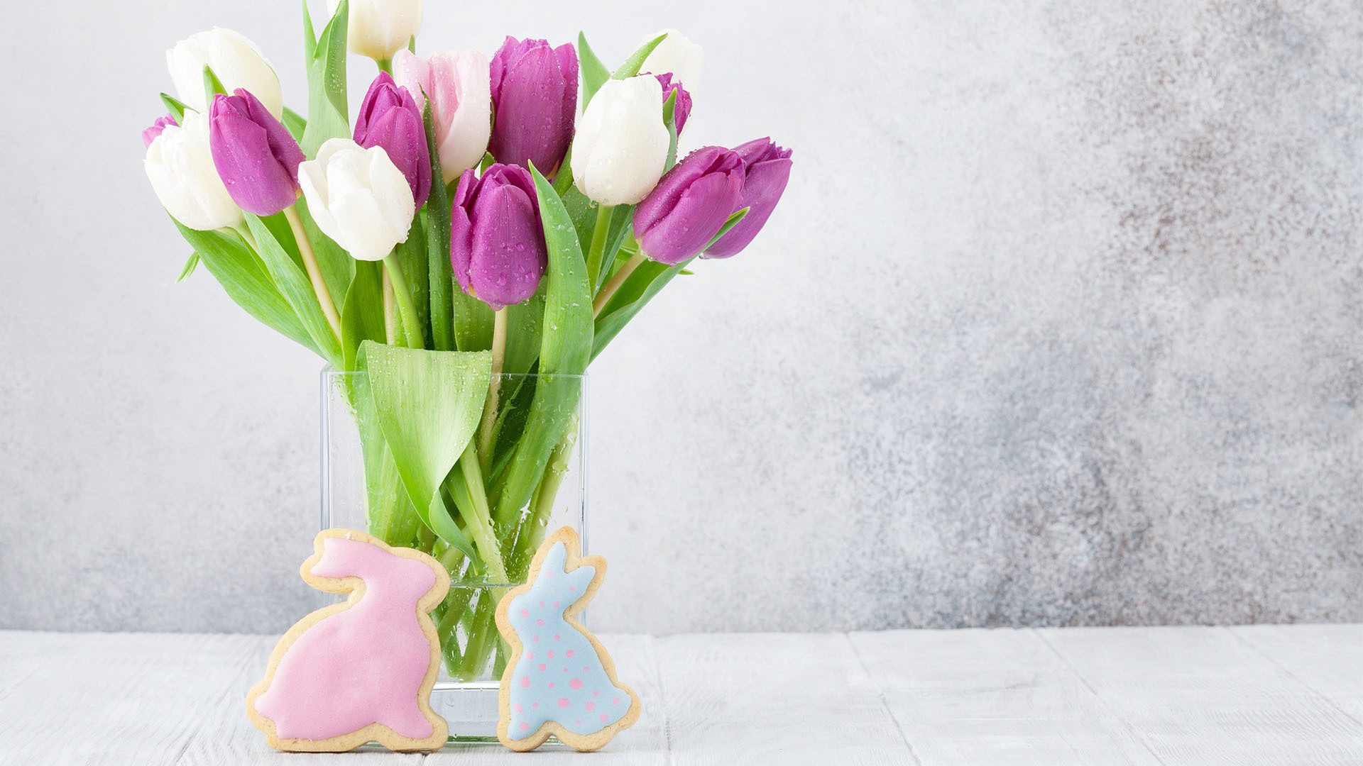 小清新  娇艳欲滴 郁金香