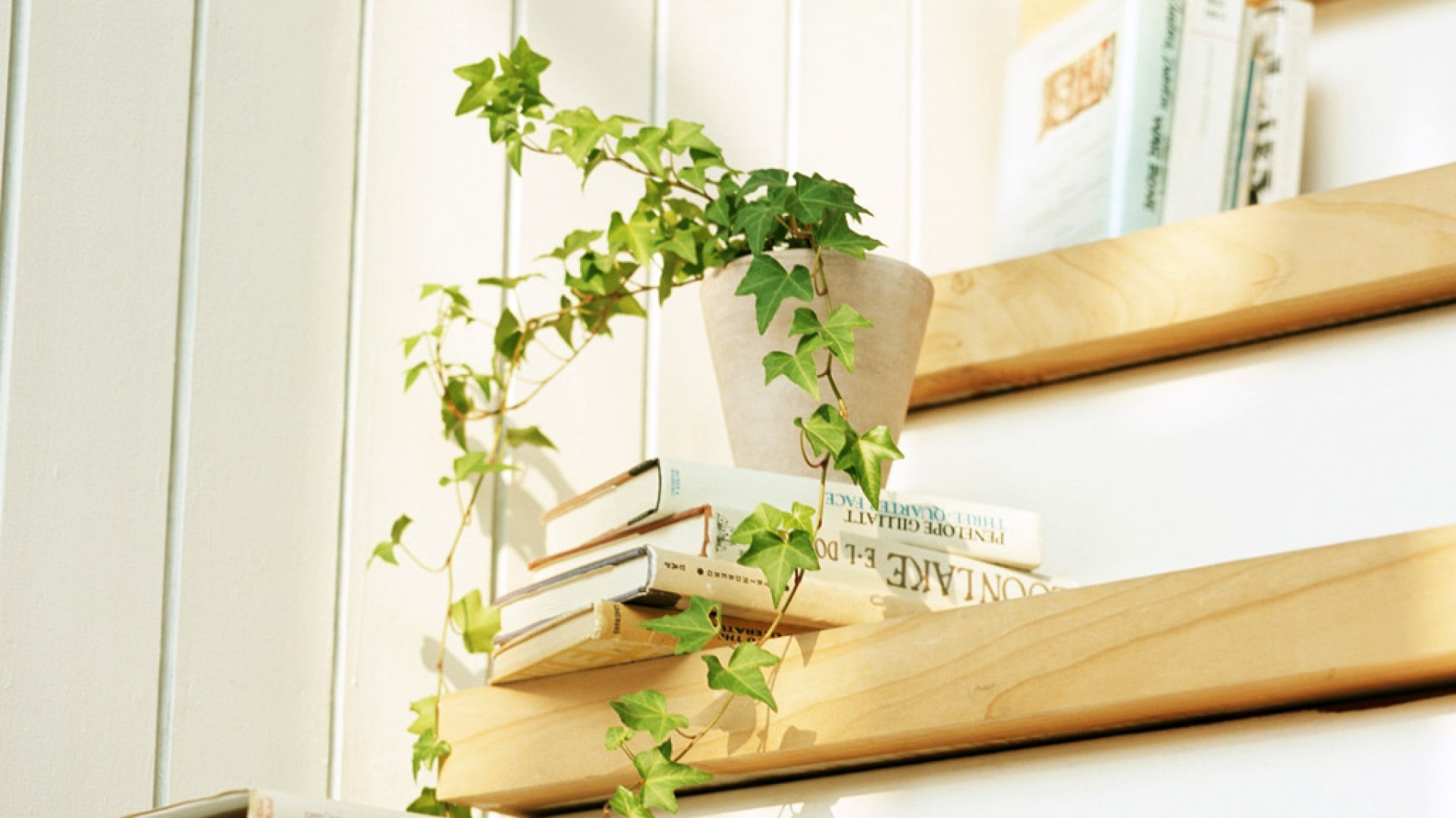 静物写真  简洁  绿色  植物   养眼