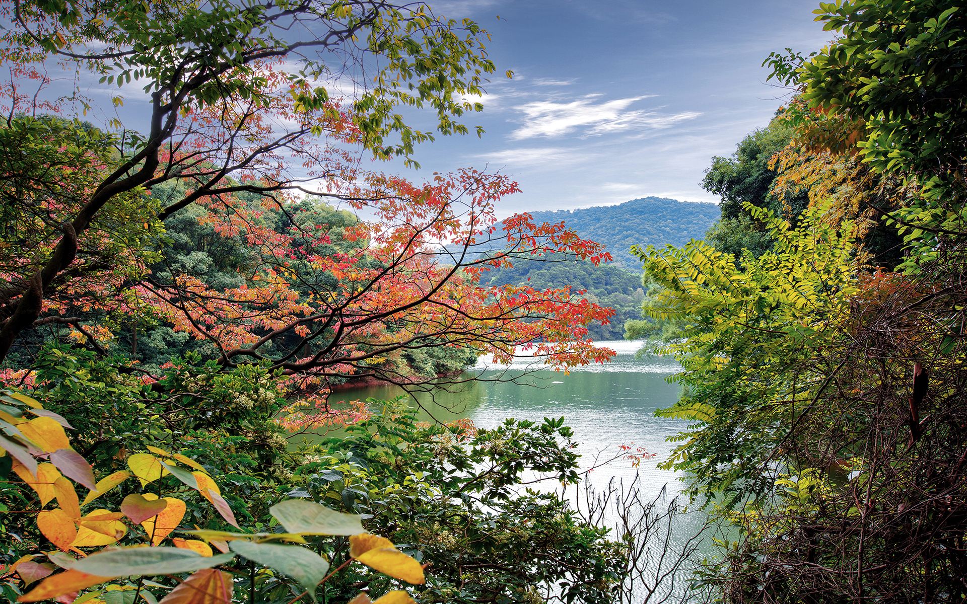 风景 自然风光 森林 河流