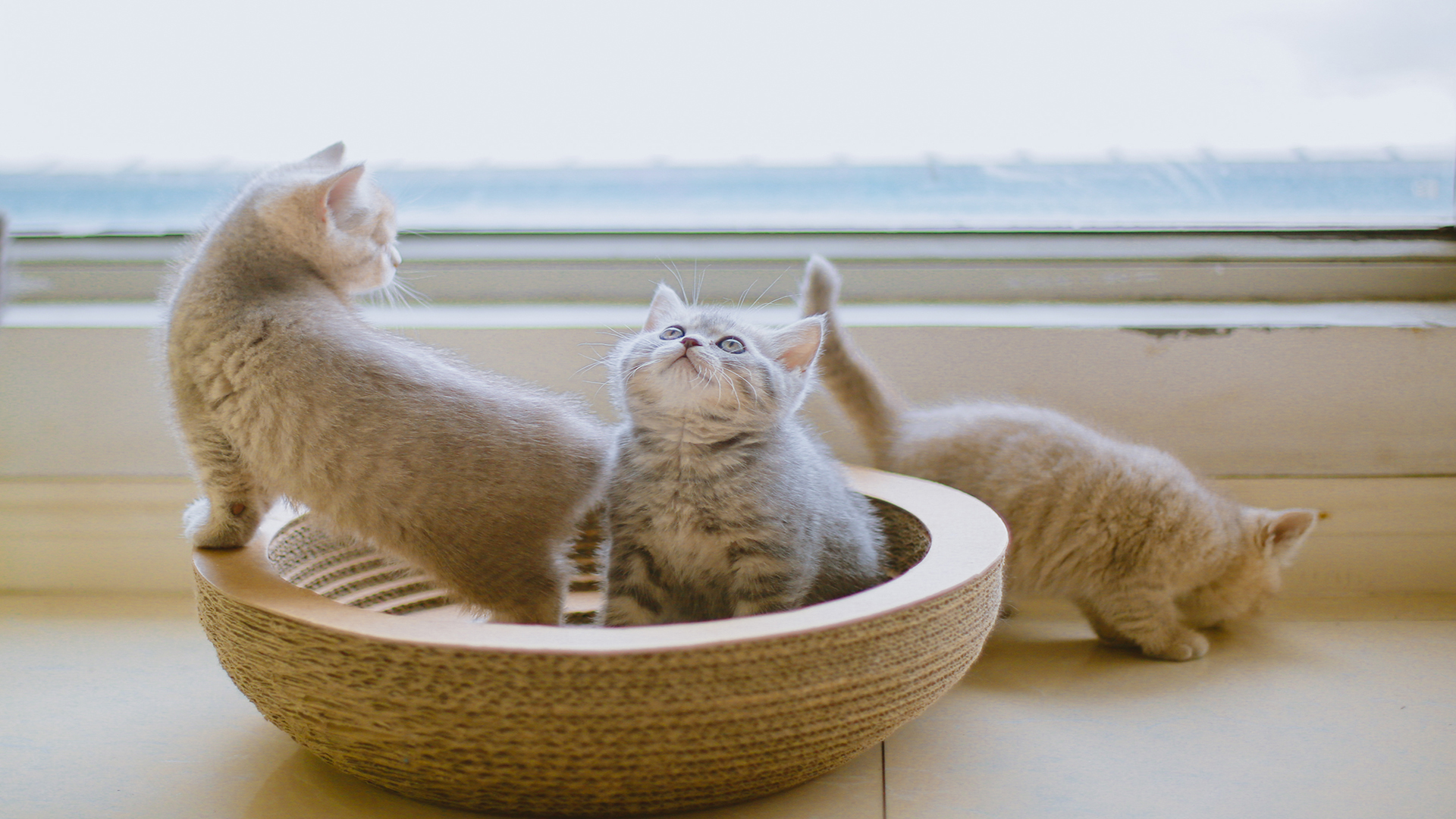 萌宠 动物 喵星人 猫