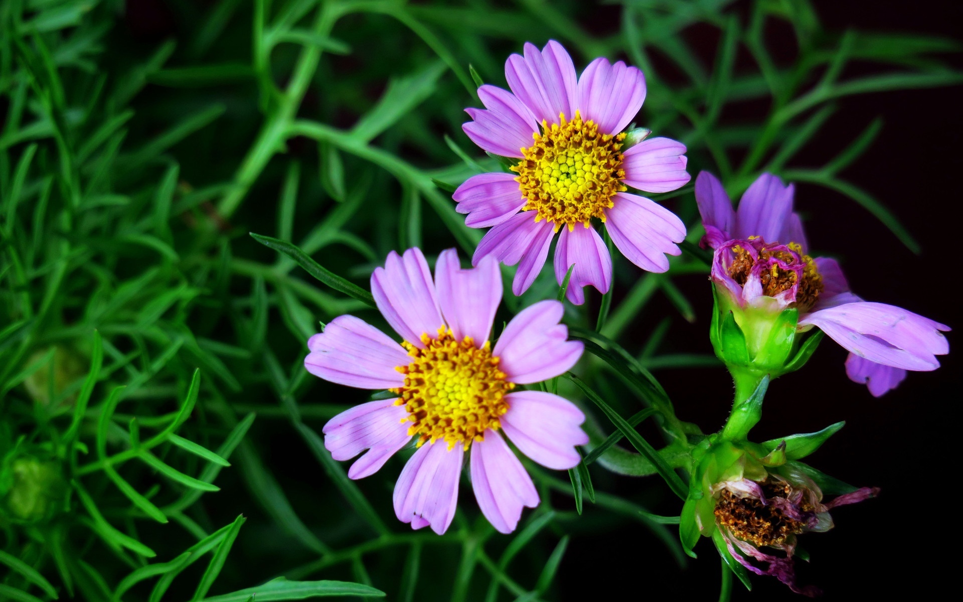 娇艳欲滴 紫色波斯菊