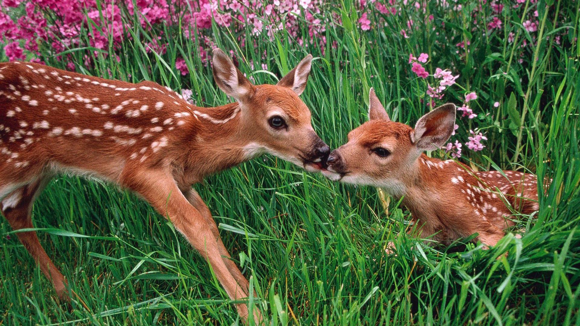萌宠 珍惜动物 梅花鹿 可爱 宽屏