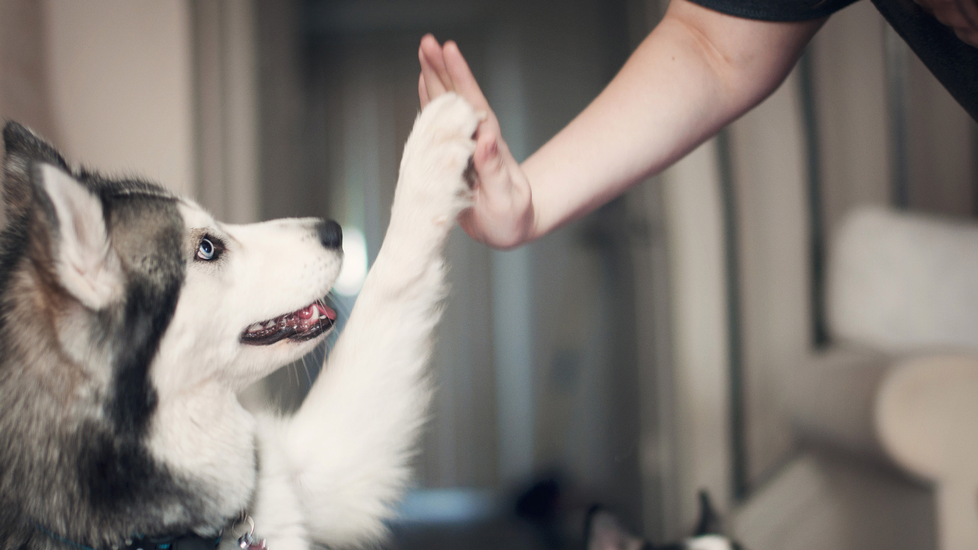 萌宠 汪星人 哈士奇