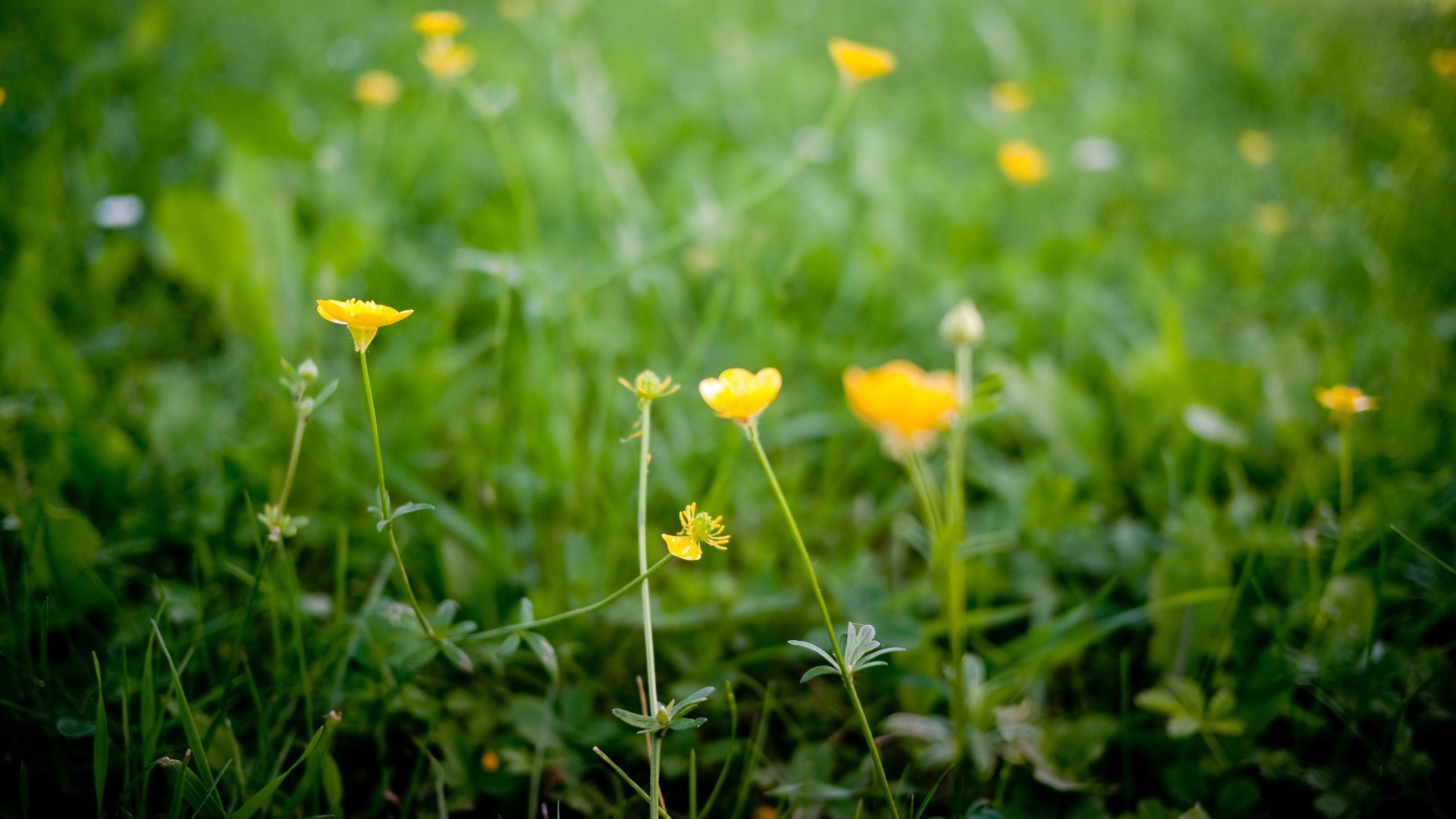 小清新 护眼壁纸 草地