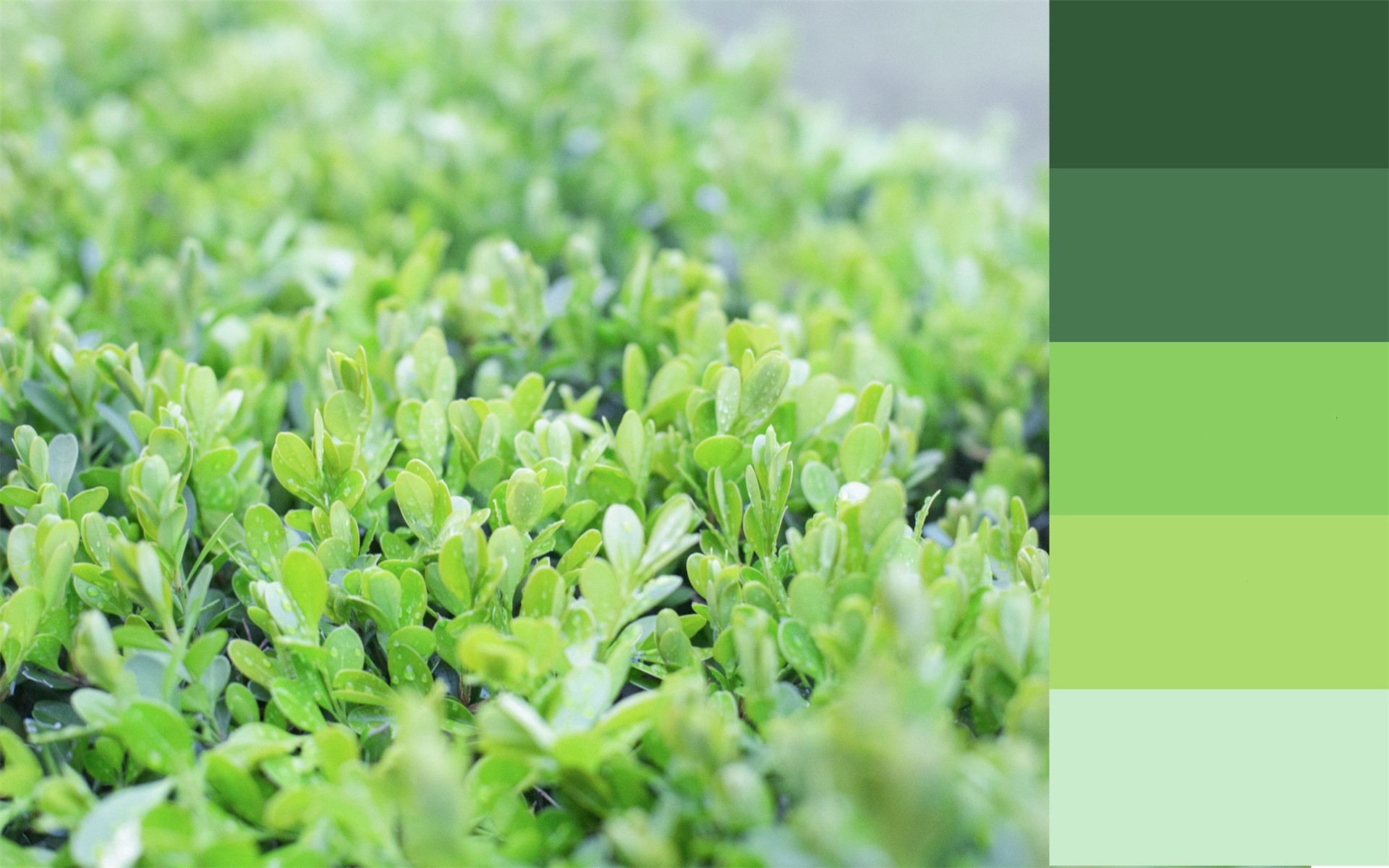 护眼壁纸 绿色植物