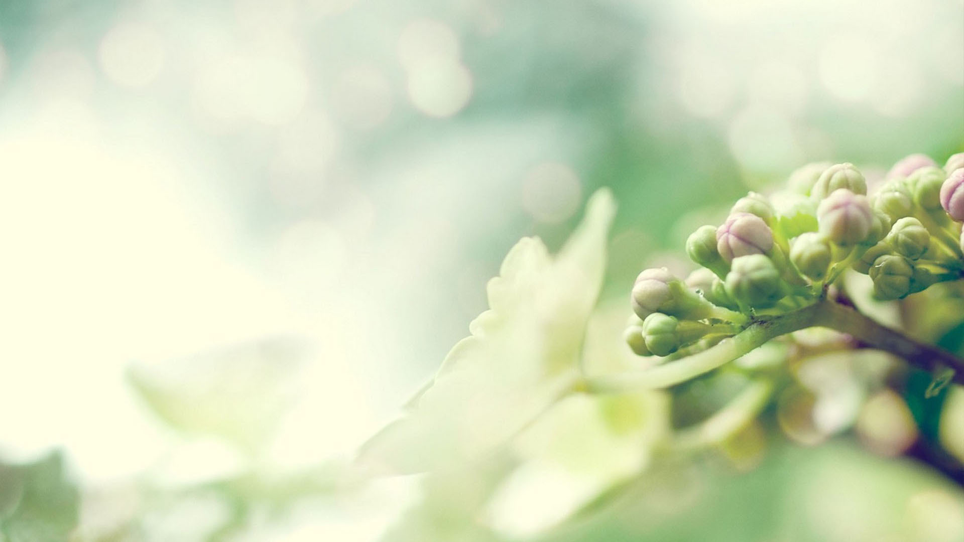 小清新 护眼壁纸 绿色