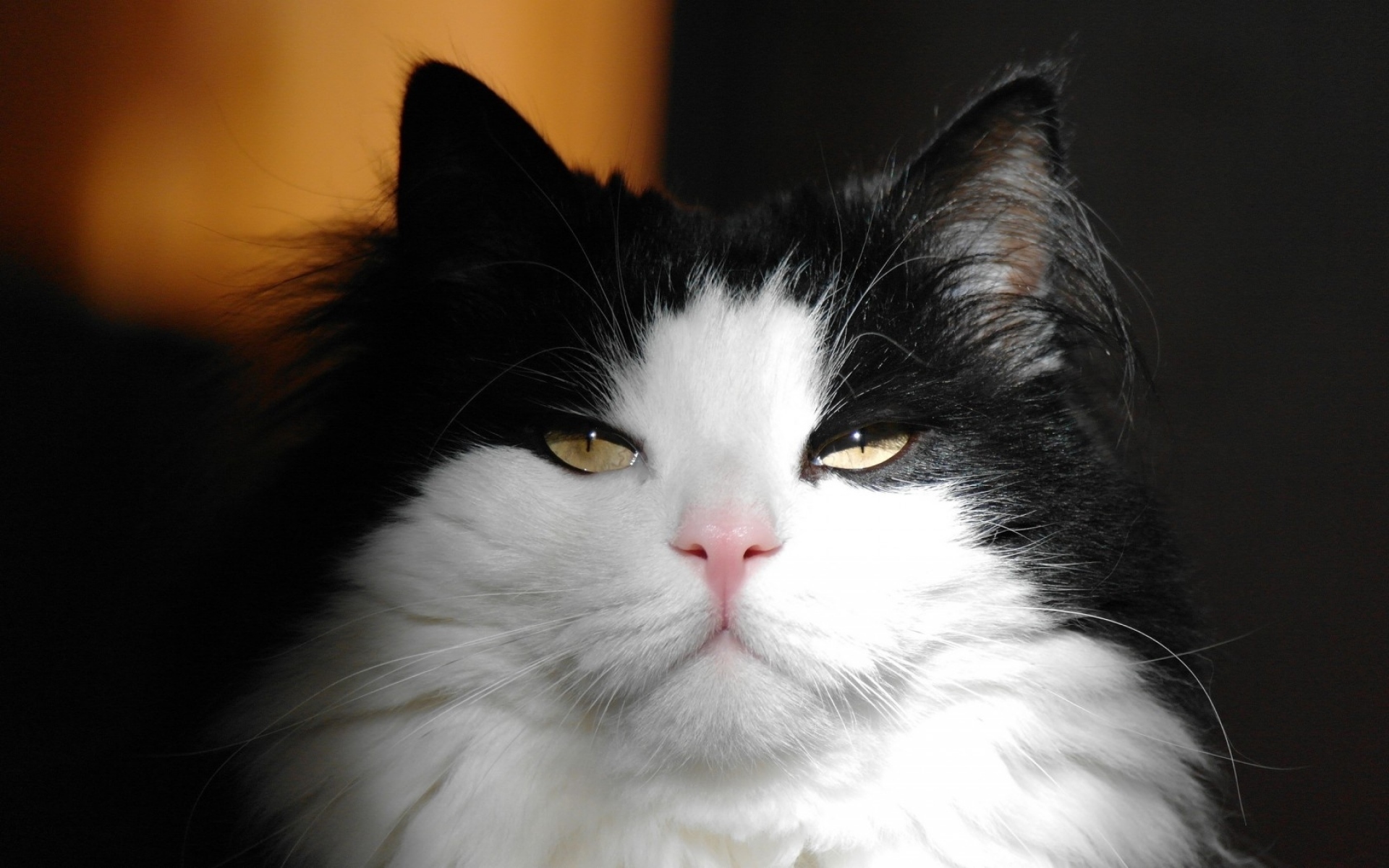 萌宠 动物 喵星人 猫