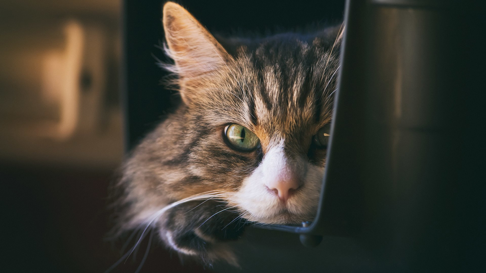 萌宠 动物 喵星人 猫