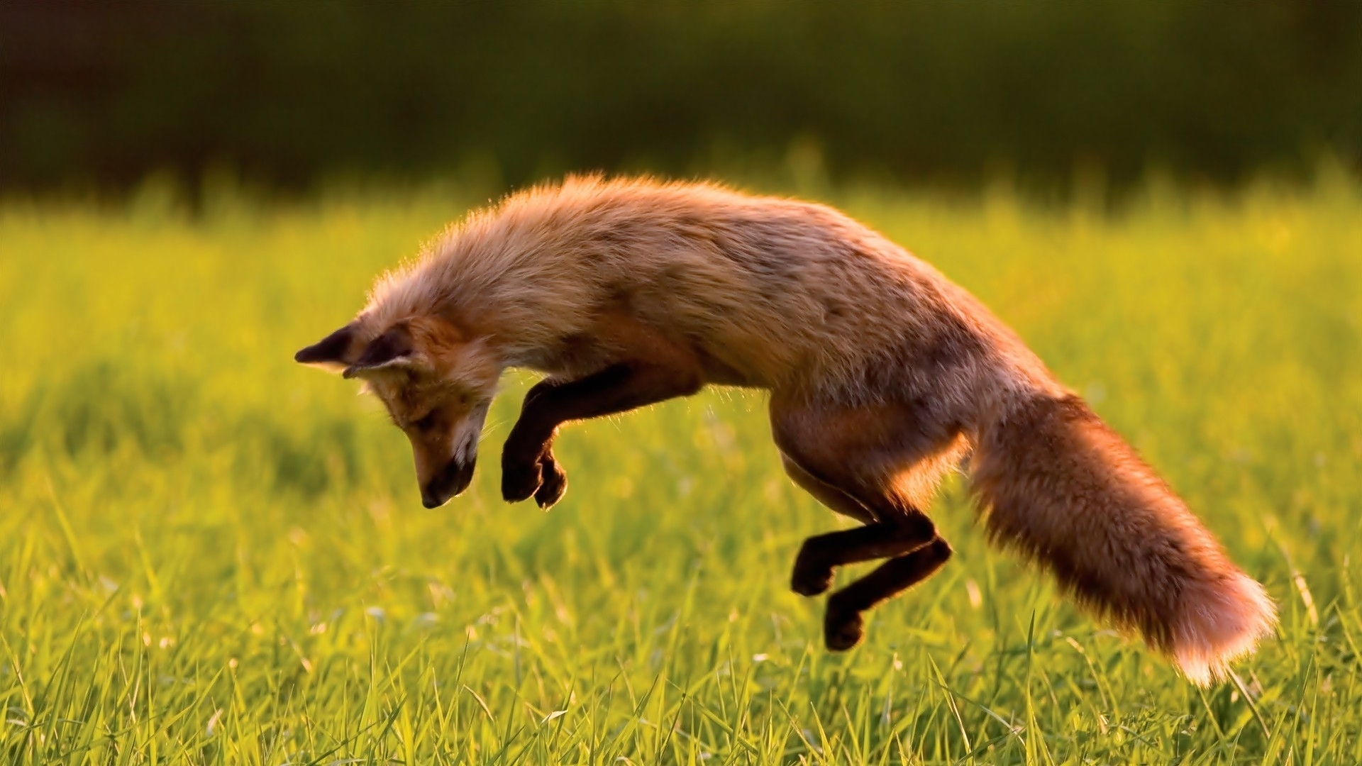 萌宠 小狐狸 可爱 宽屏