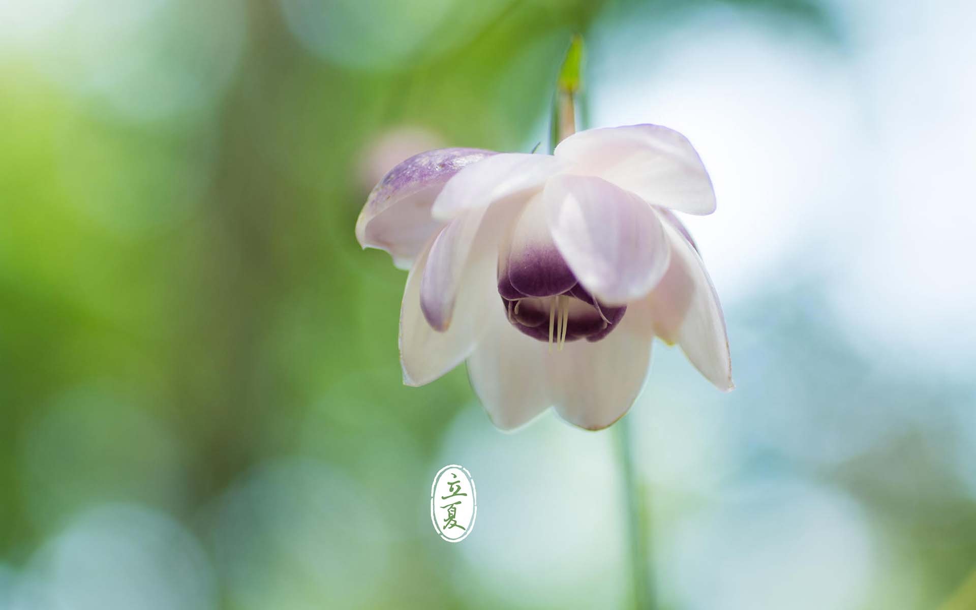 节日 节气 立夏 清新 宽屏