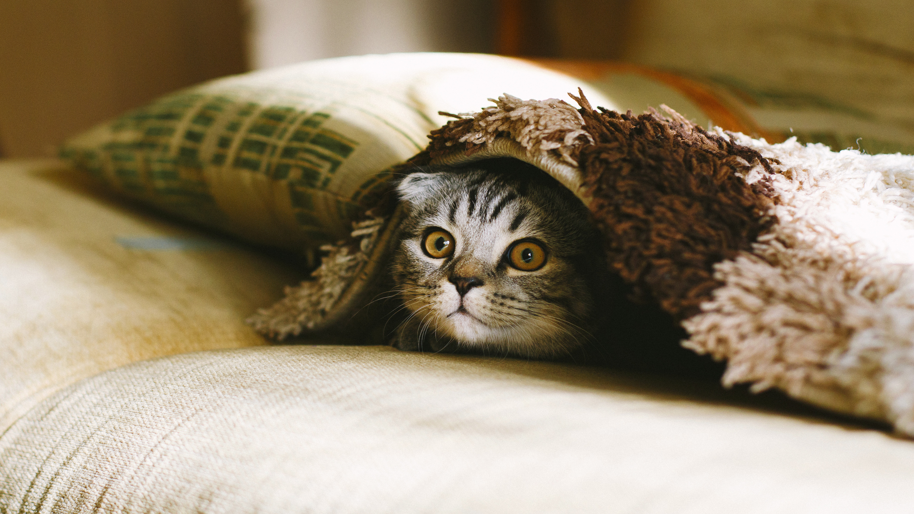 4K 动物 喵星人 猫