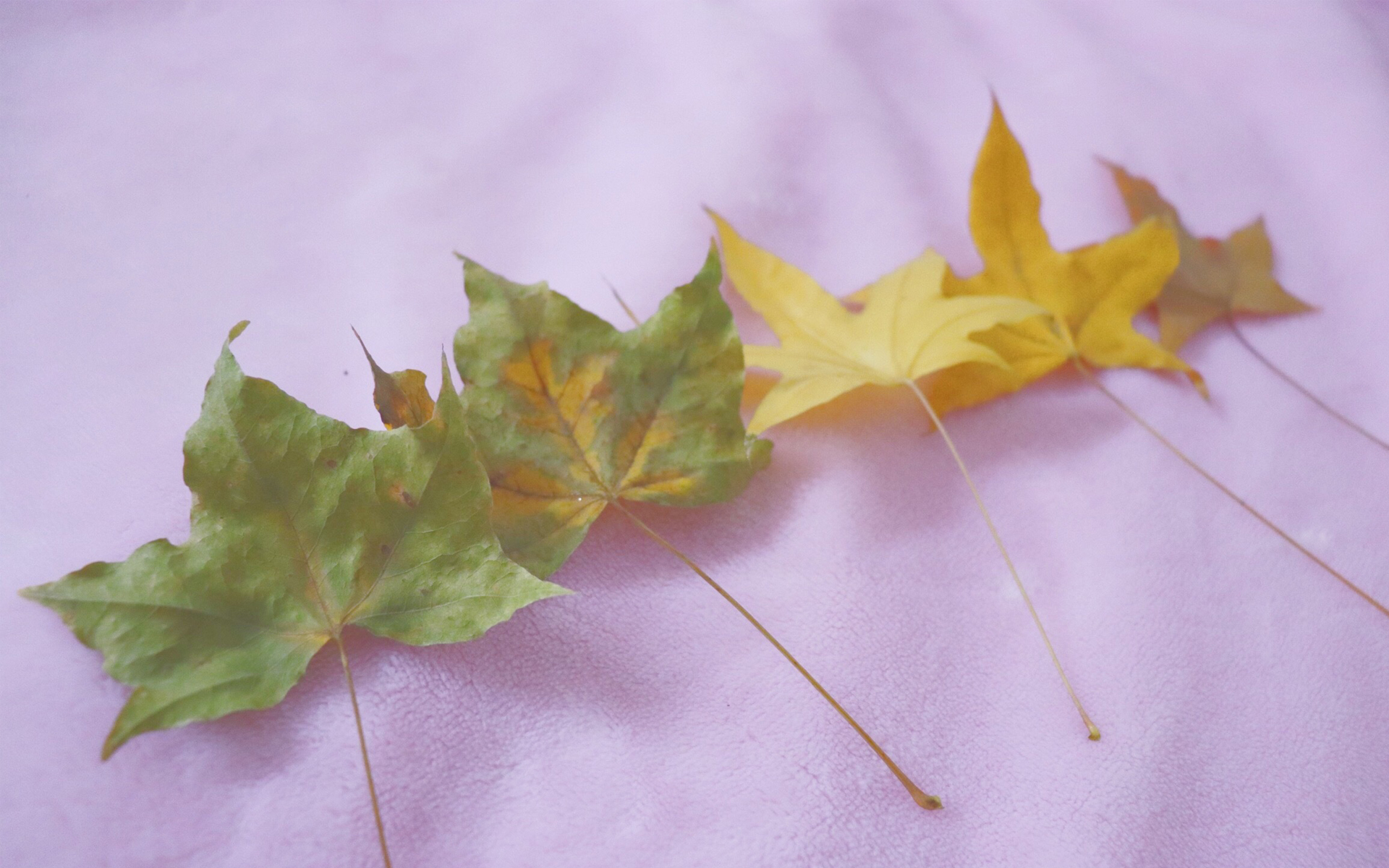 小清新 静物写真 树叶 枫叶