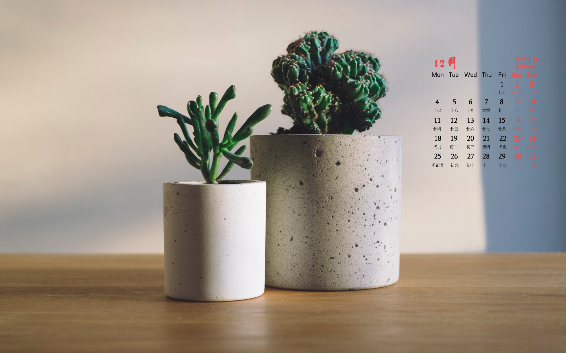 月历 静物 多肉