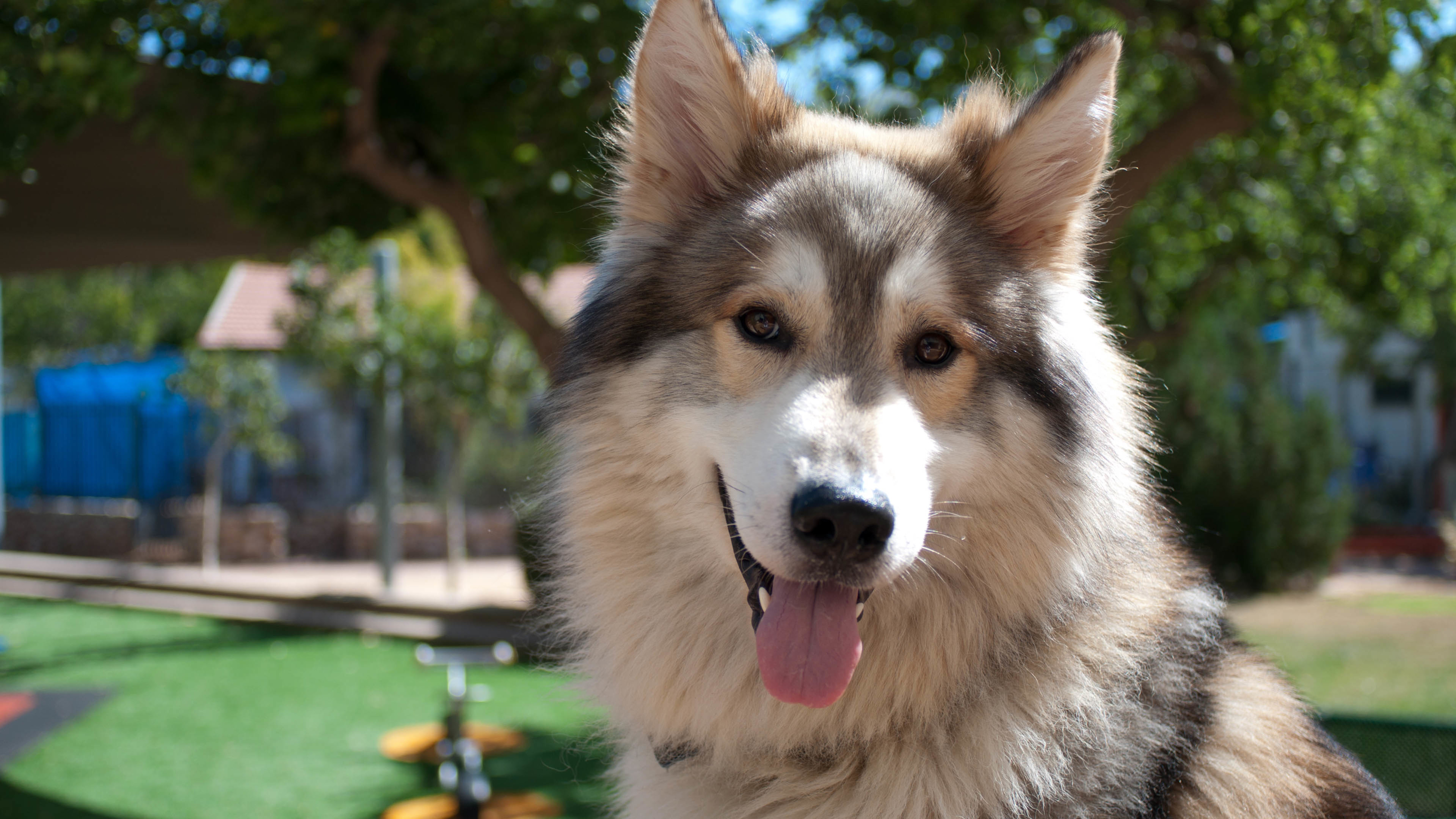 汪星人 狗 哈士奇