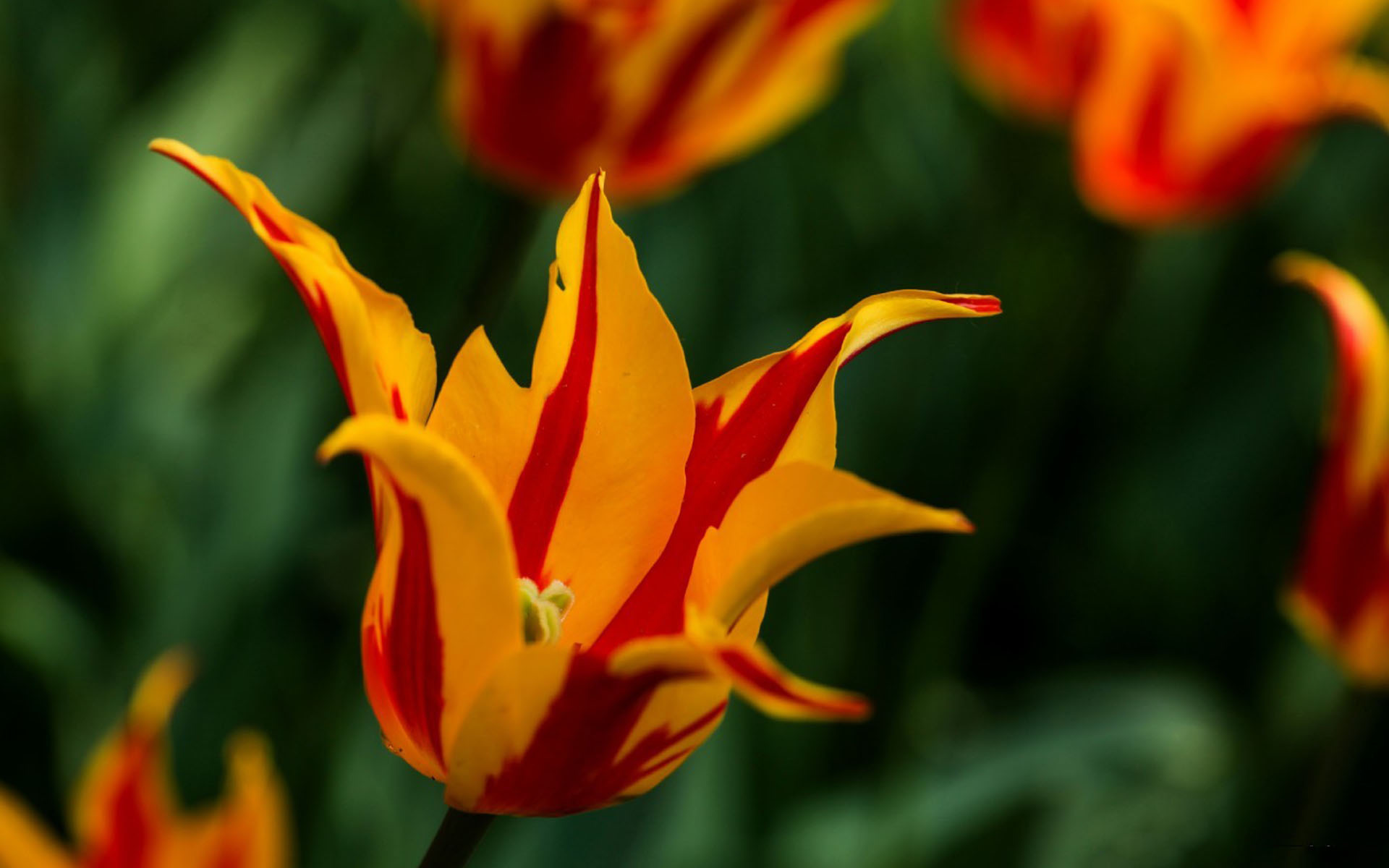 小清新 娇艳欲滴 郁金香