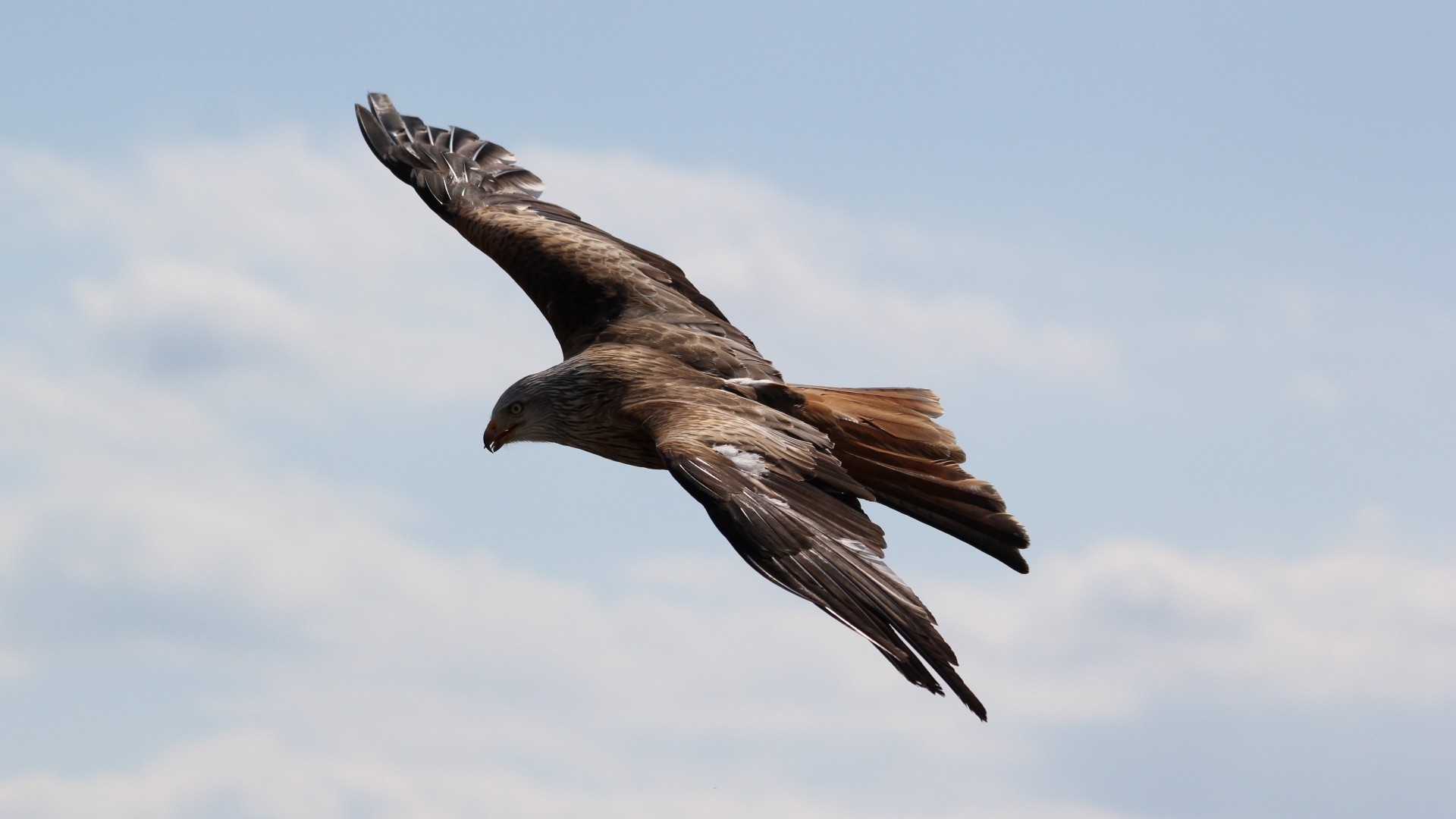 动物 飞禽 野生动物 老鹰