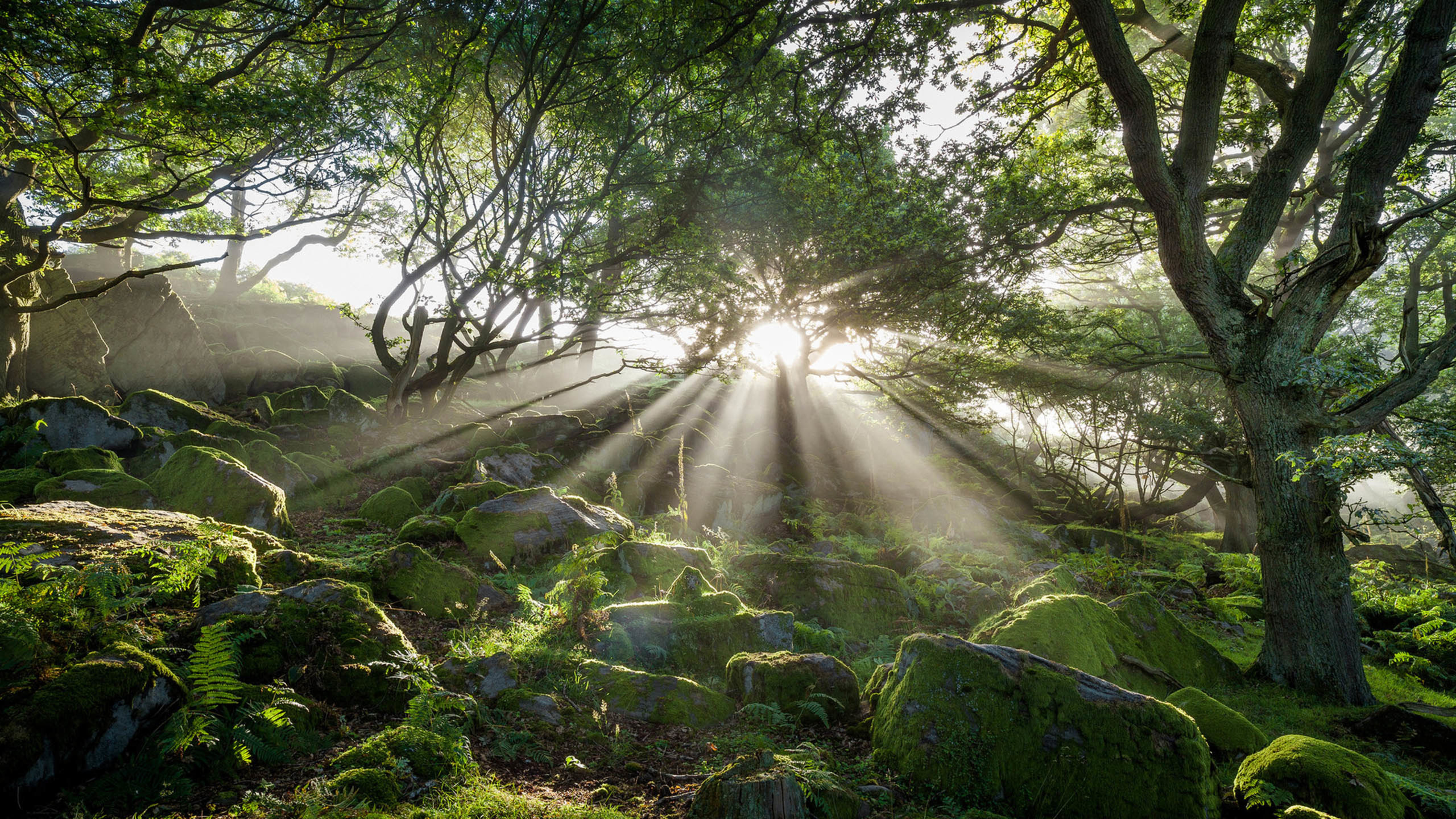 绿色植物 青苔 阳光