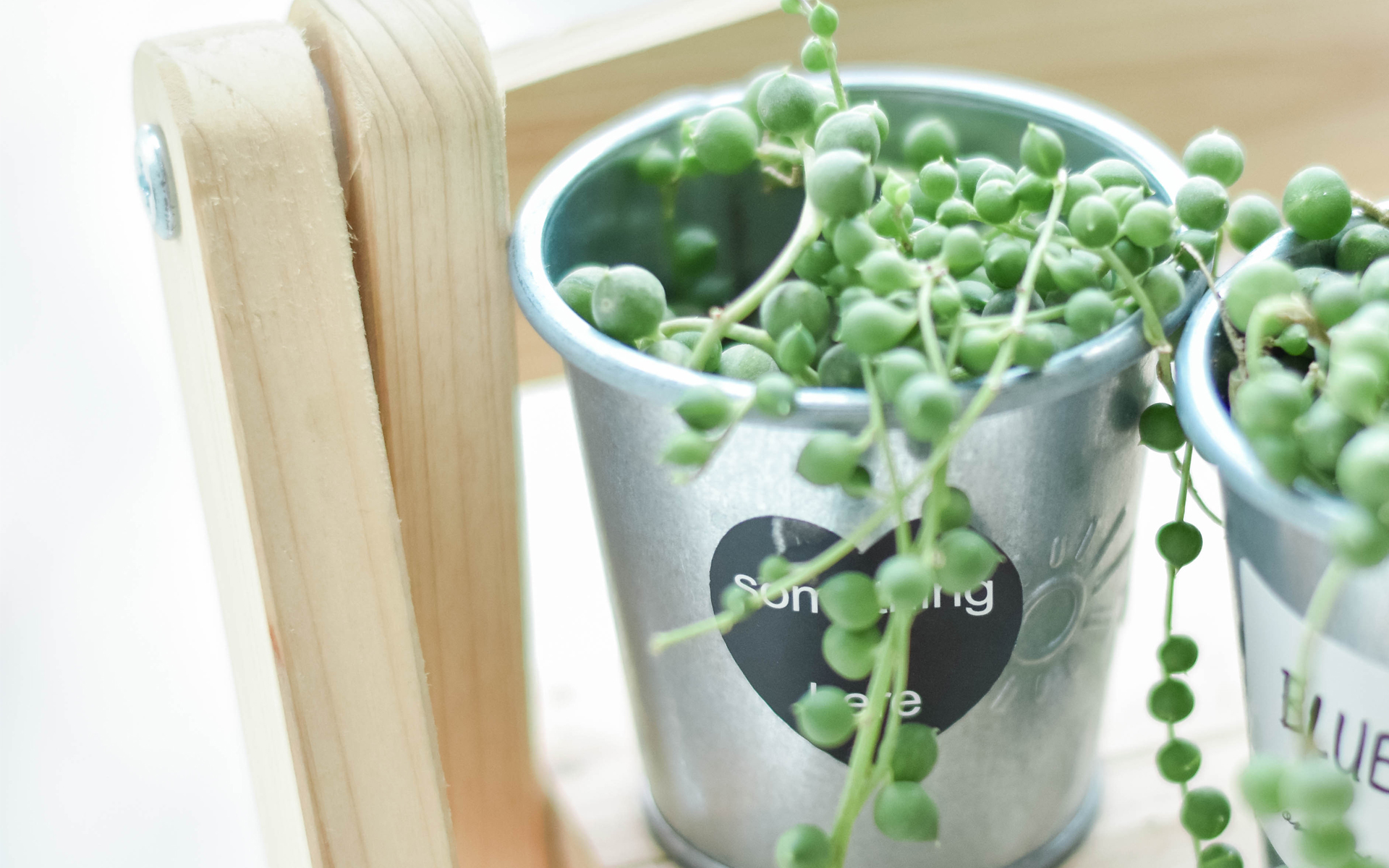 静物写真  简洁  盆栽  绿色  植物   养眼