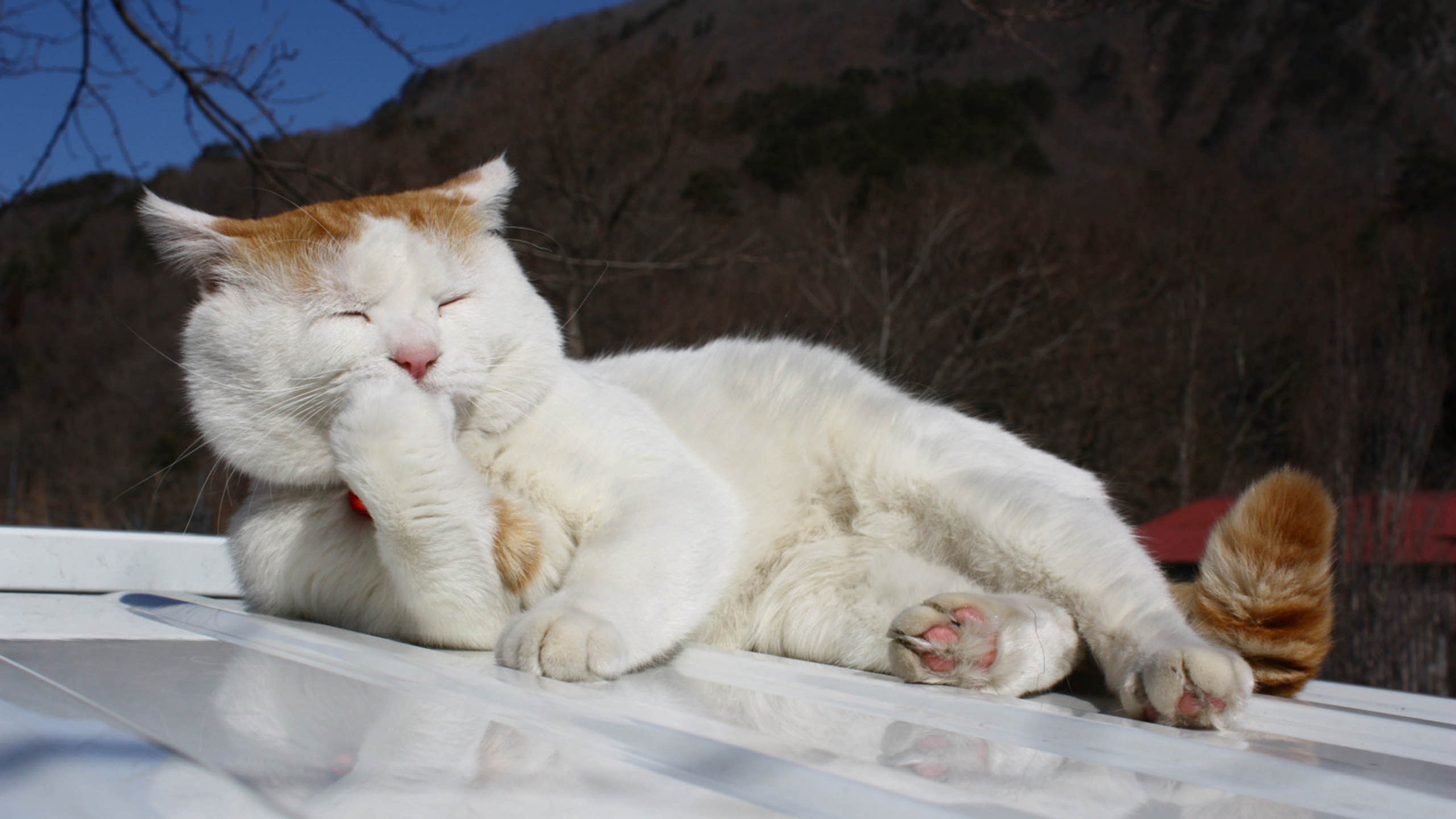 喵星人 晒太阳 慵懒享受